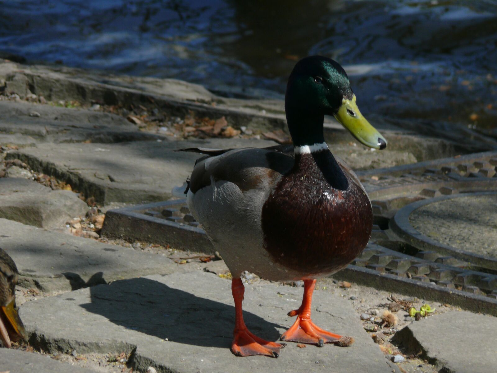 Panasonic DMC-FZ50 sample photo. Duck, mallard, nature photography