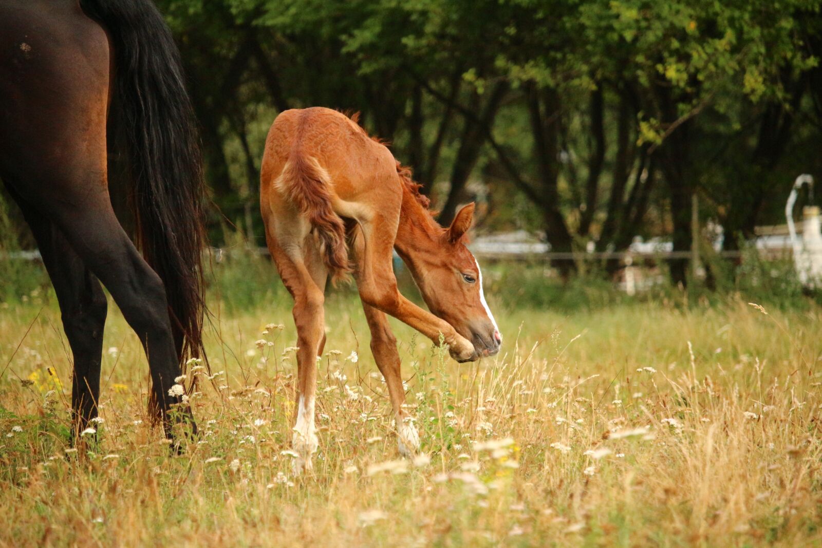 Canon EOS 100D (EOS Rebel SL1 / EOS Kiss X7) sample photo. Horse, fuchs, suckling photography