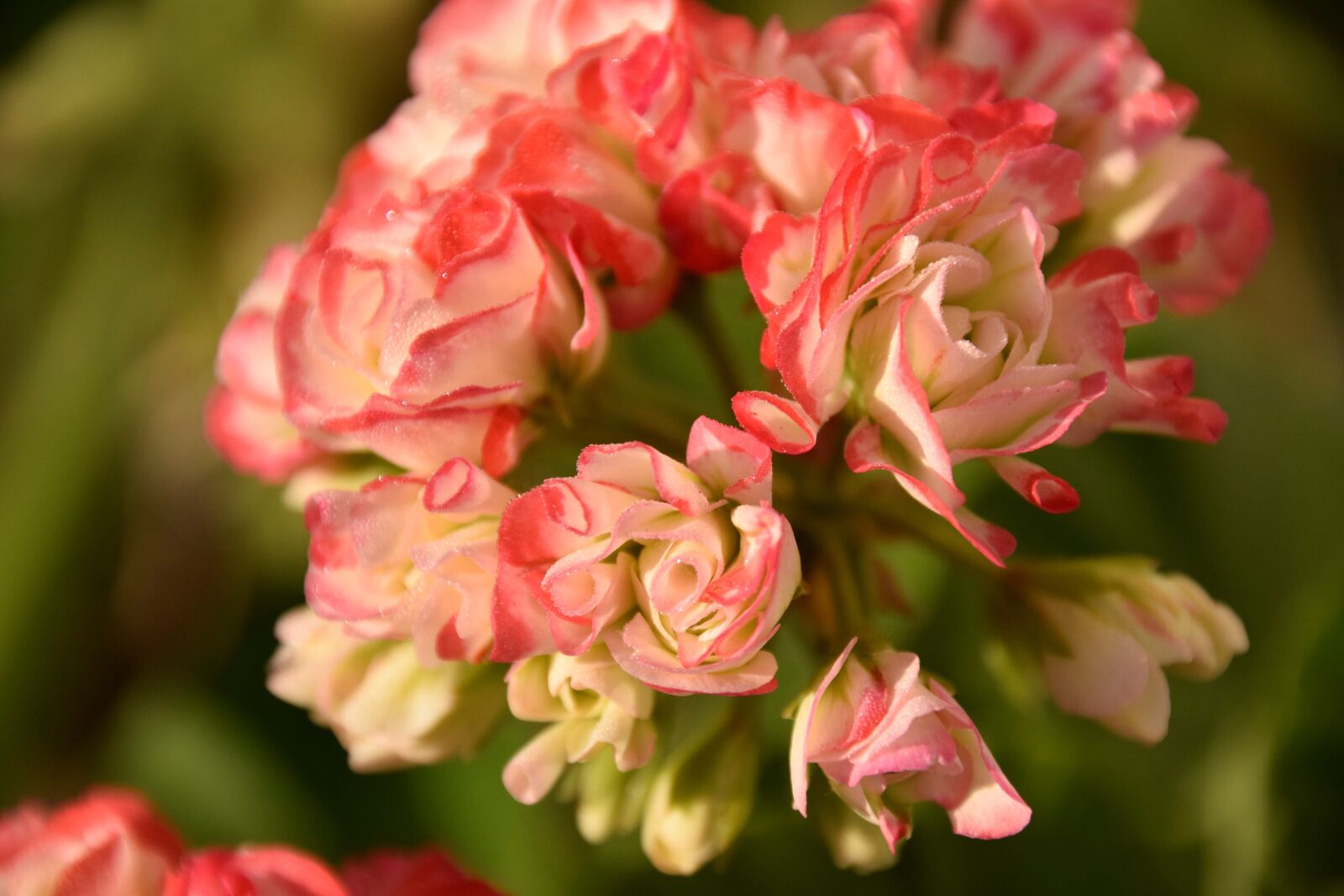 Nikon D5300 sample photo. Geranium, double, flowering photography