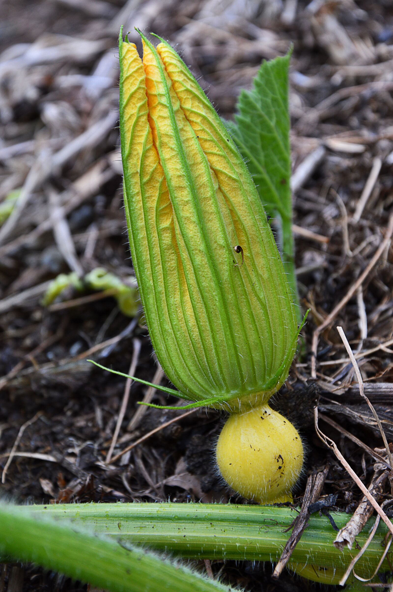 Nikon D3200 sample photo. Pumpkin, blossom, bloom photography
