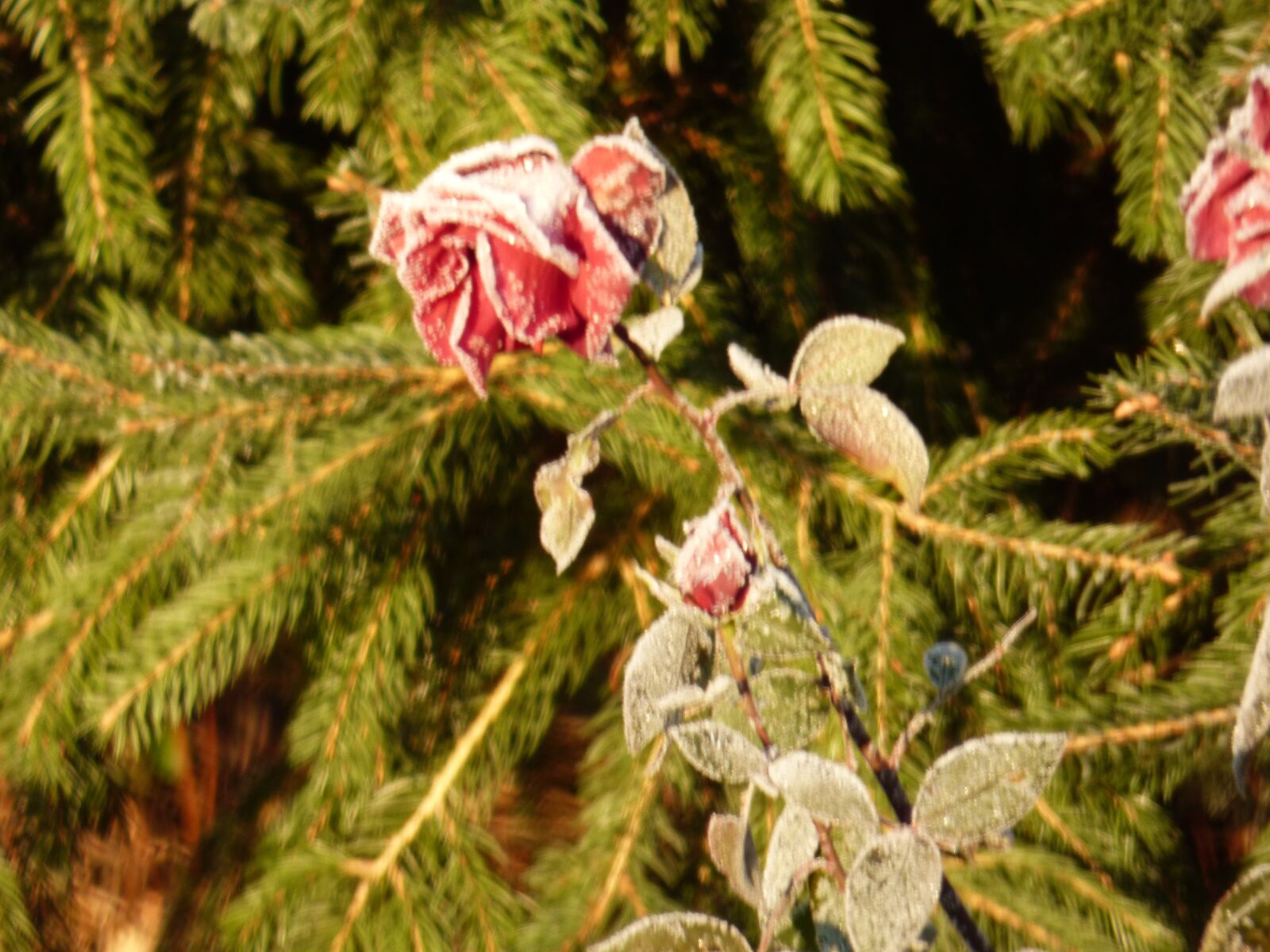 Panasonic DMC-FZ72 sample photo. Flower, rose, frozen photography