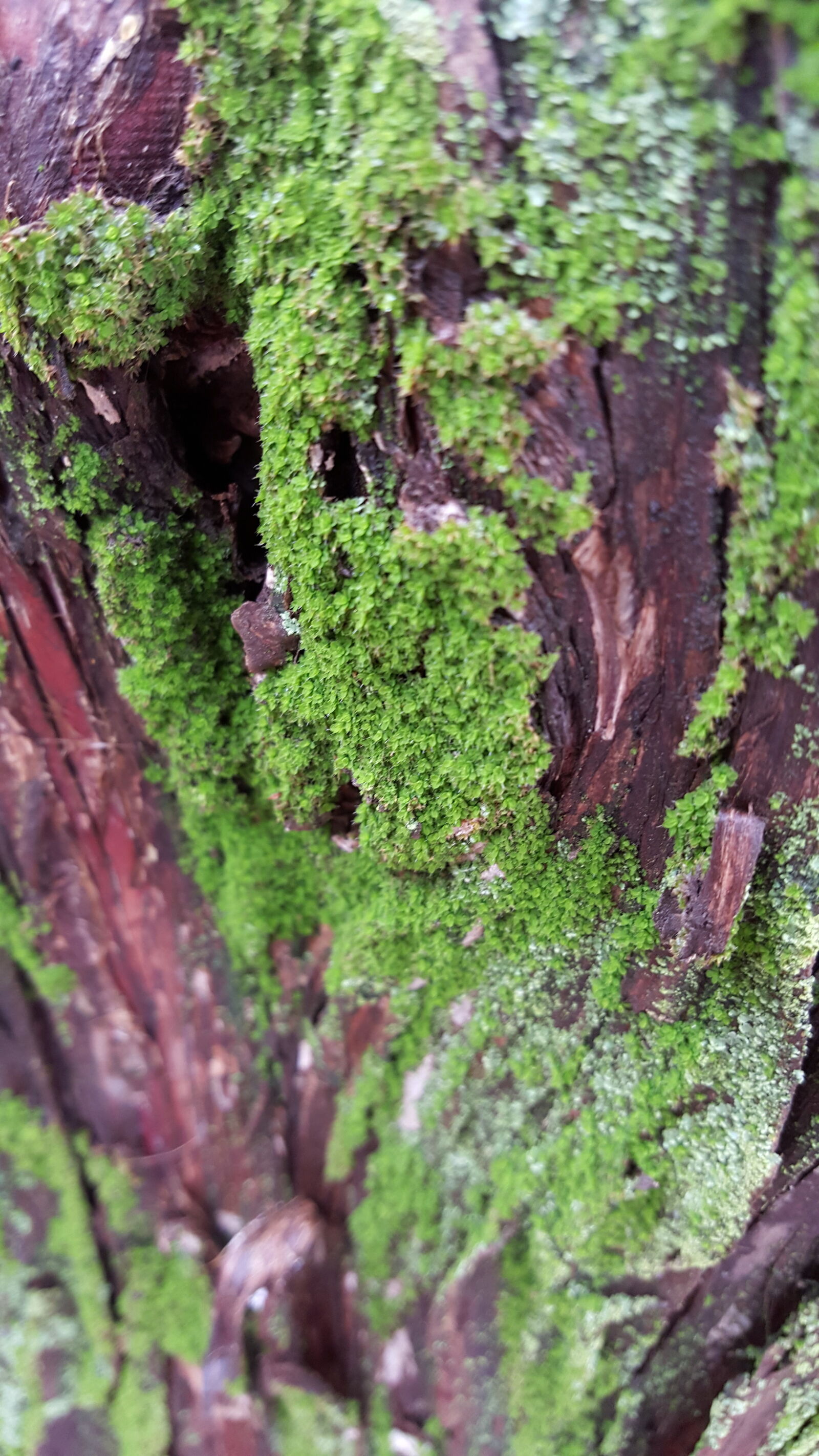 Samsung Galaxy S6 sample photo. Close, up, view, moss photography