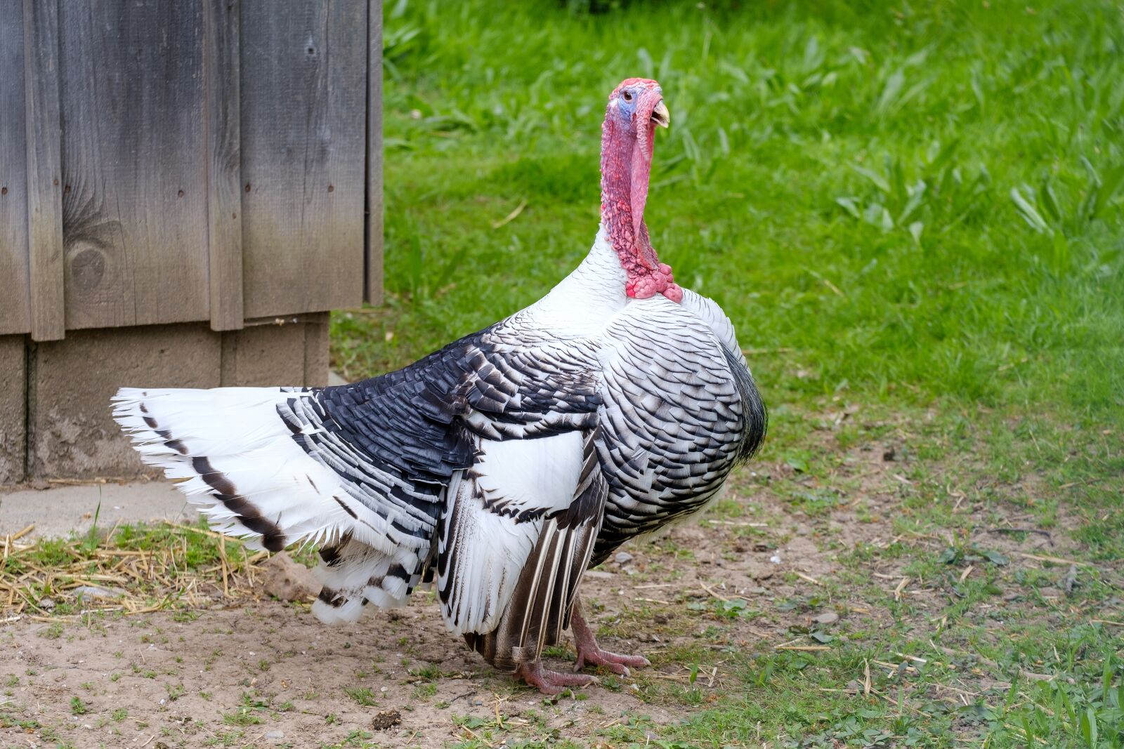 Fujifilm X-T2 + Fujifilm XF 55-200mm F3.5-4.8 R LM OIS sample photo. Wild turkey, turkey, chicken photography