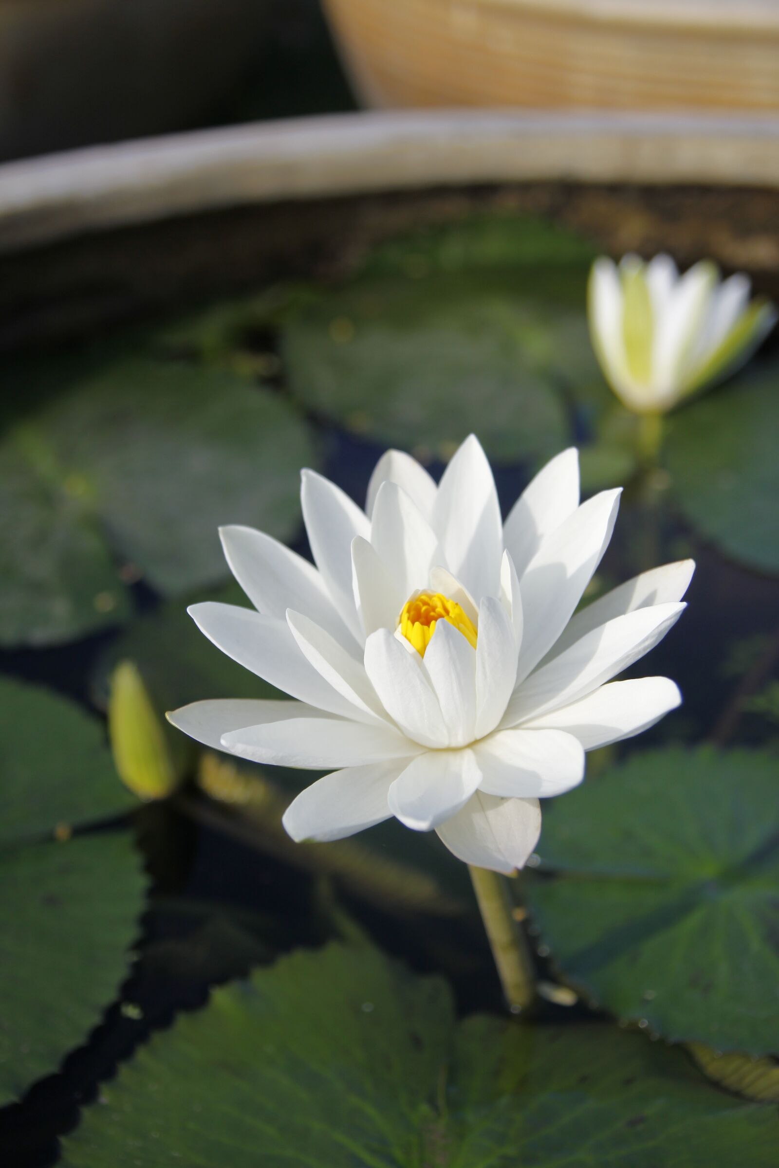 Canon EOS 50D sample photo. White water lily, sung photography