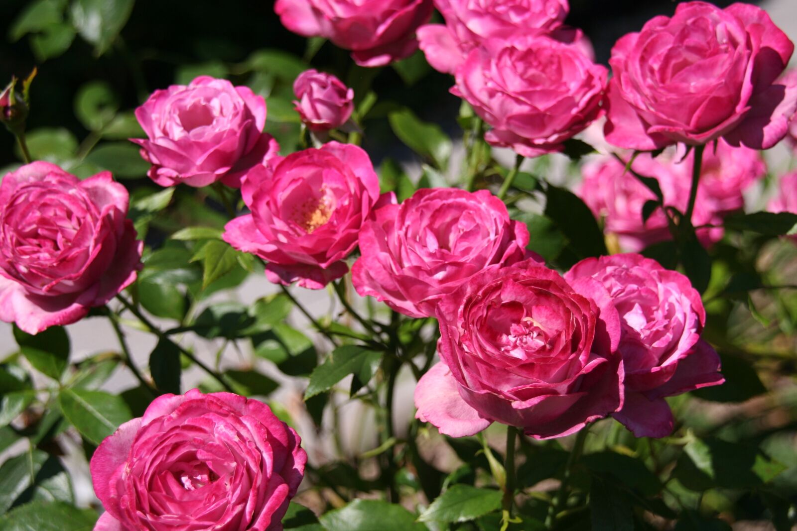 Canon EOS 350D (EOS Digital Rebel XT / EOS Kiss Digital N) sample photo. Roses, flowers, english rose photography