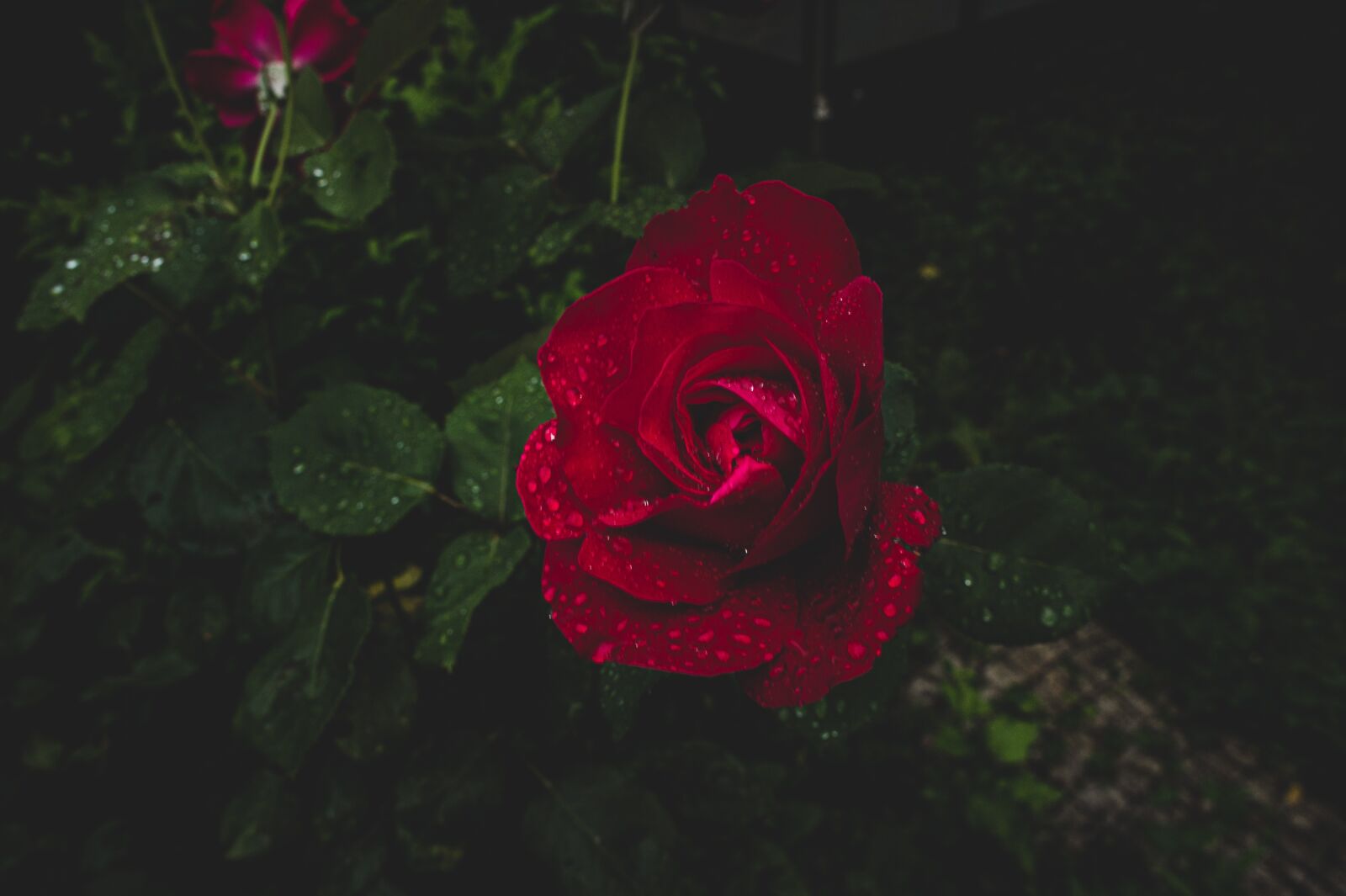 Sony Alpha NEX-3 sample photo. Pink, roses, garden photography