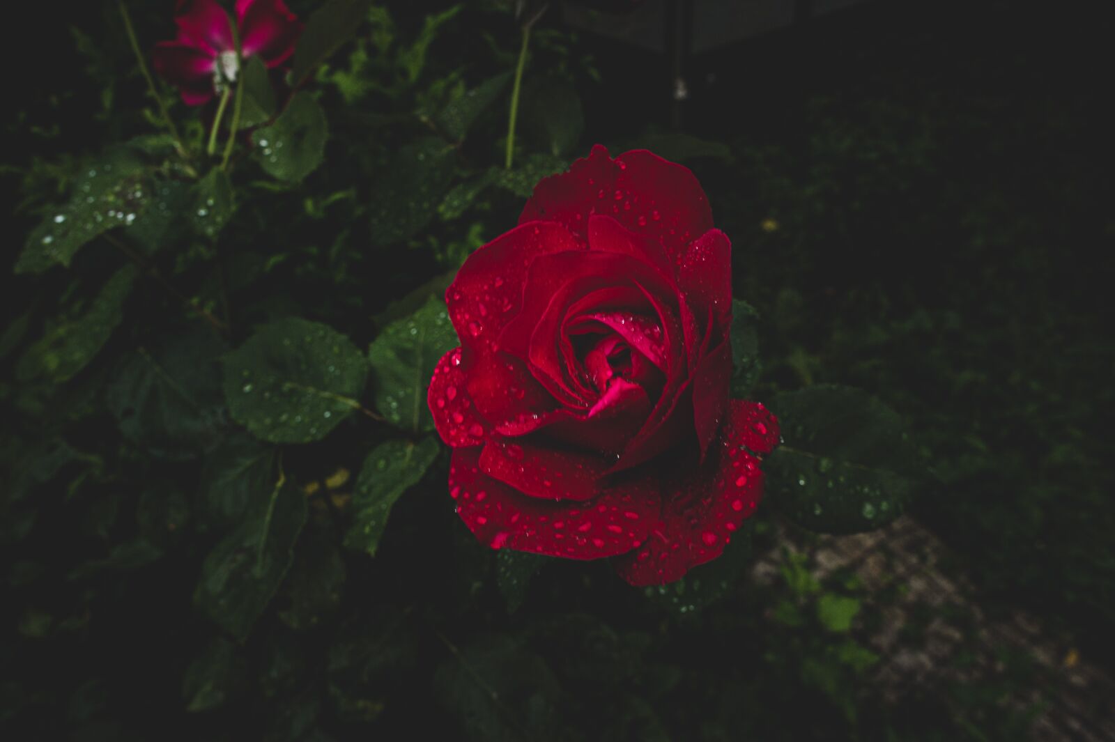 Sony Alpha NEX-3 + Sony E 18-55mm F3.5-5.6 OSS sample photo. Pink, roses, garden photography