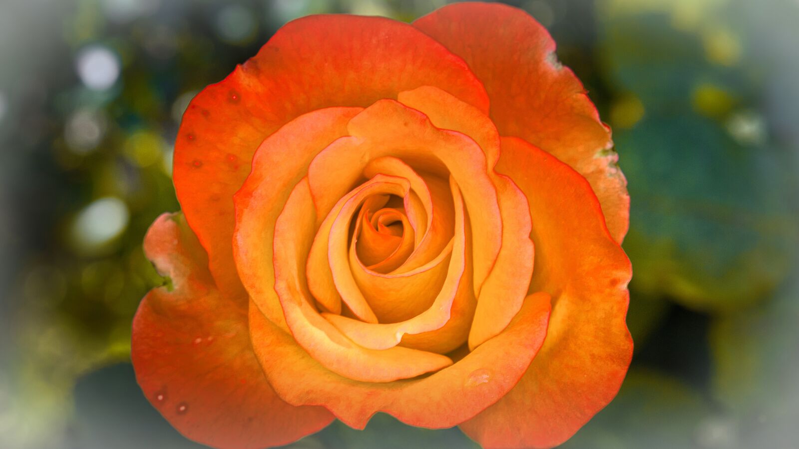 Canon EOS 200D (EOS Rebel SL2 / EOS Kiss X9) sample photo. Rose, background, bright photography