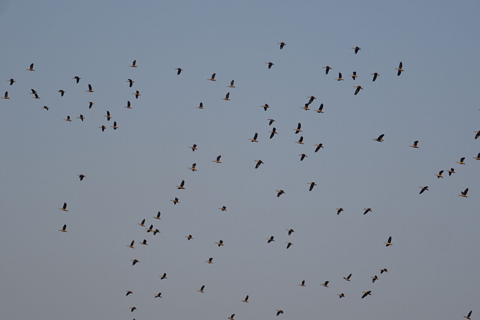 Sony DSC-HX60V sample photo. Bird, duck, avian photography