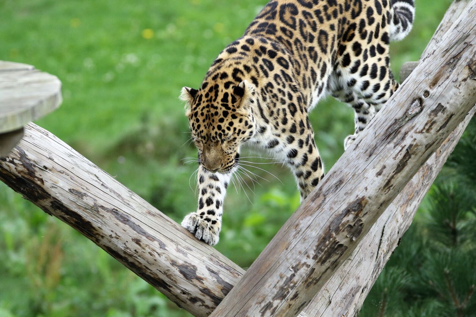 Canon EOS 7D Mark II sample photo. Leopard, big cat, spots photography