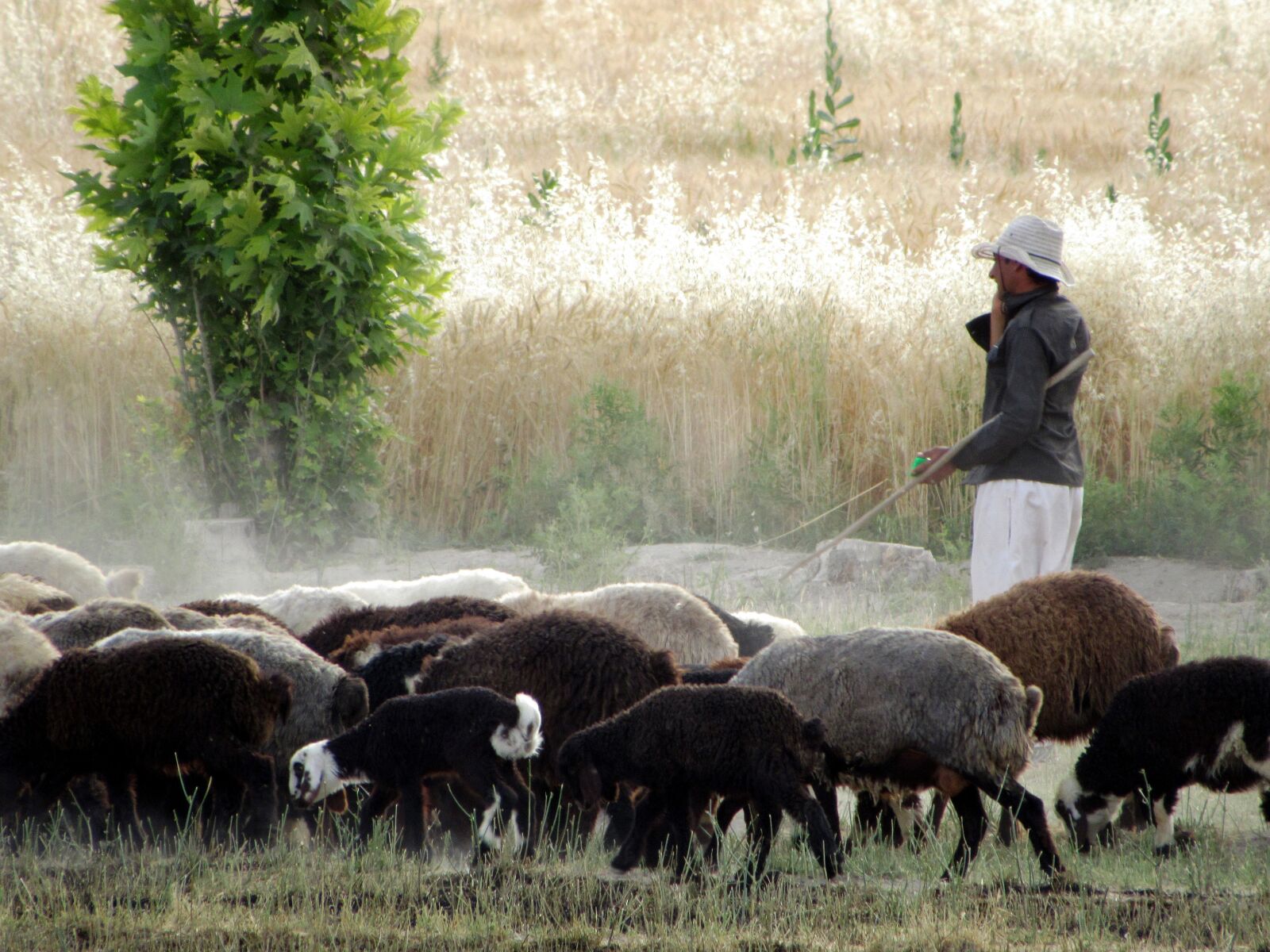 Canon PowerShot SX530 HS sample photo. Sheep, plant, human photography