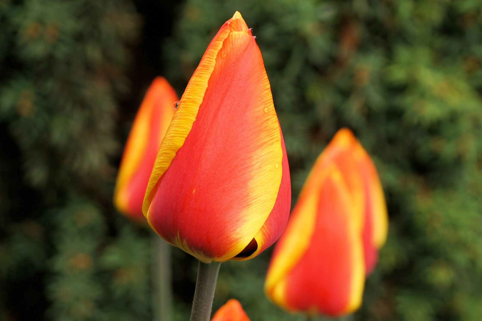 Sony a6000 sample photo. Tulips, flower, blossom photography