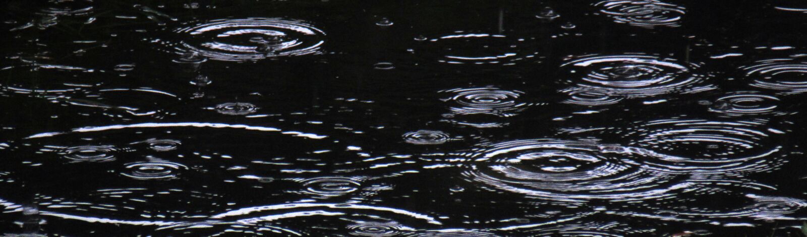 Canon PowerShot SX530 HS sample photo. Rain, water, droplets photography