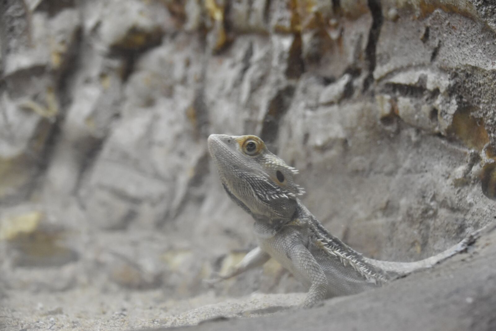 Nikon D5500 sample photo. Animal, lizard, reptile photography