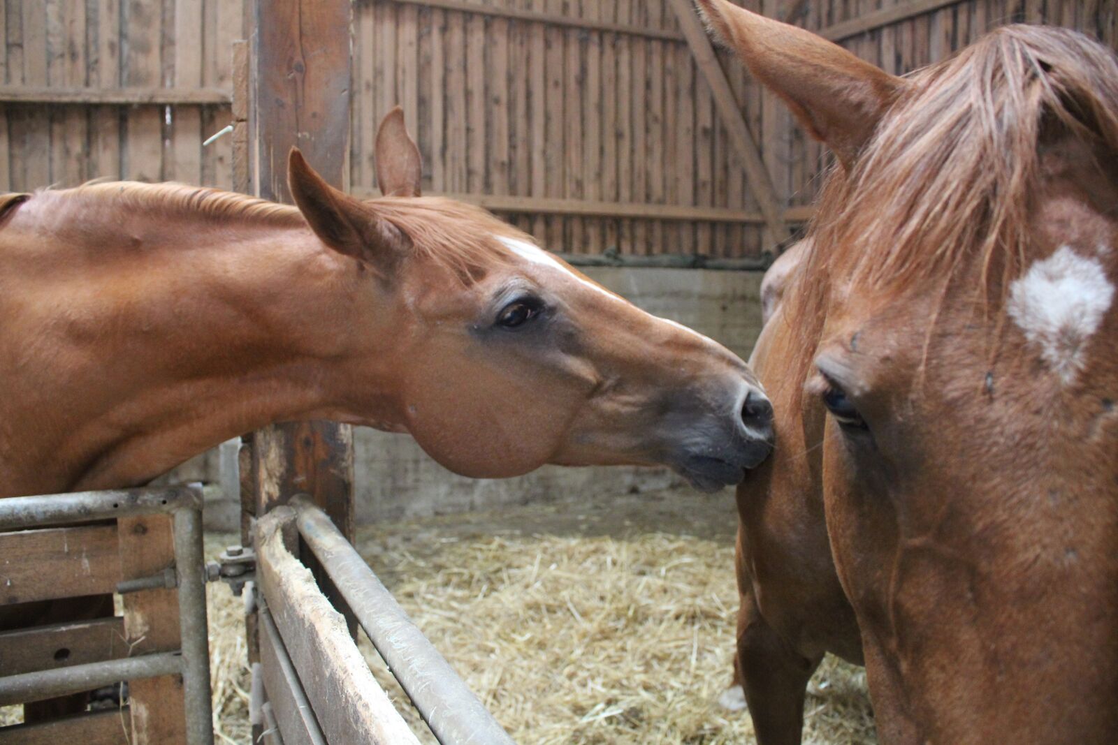 Canon EOS 600D (Rebel EOS T3i / EOS Kiss X5) sample photo. Horses, love, friendship photography