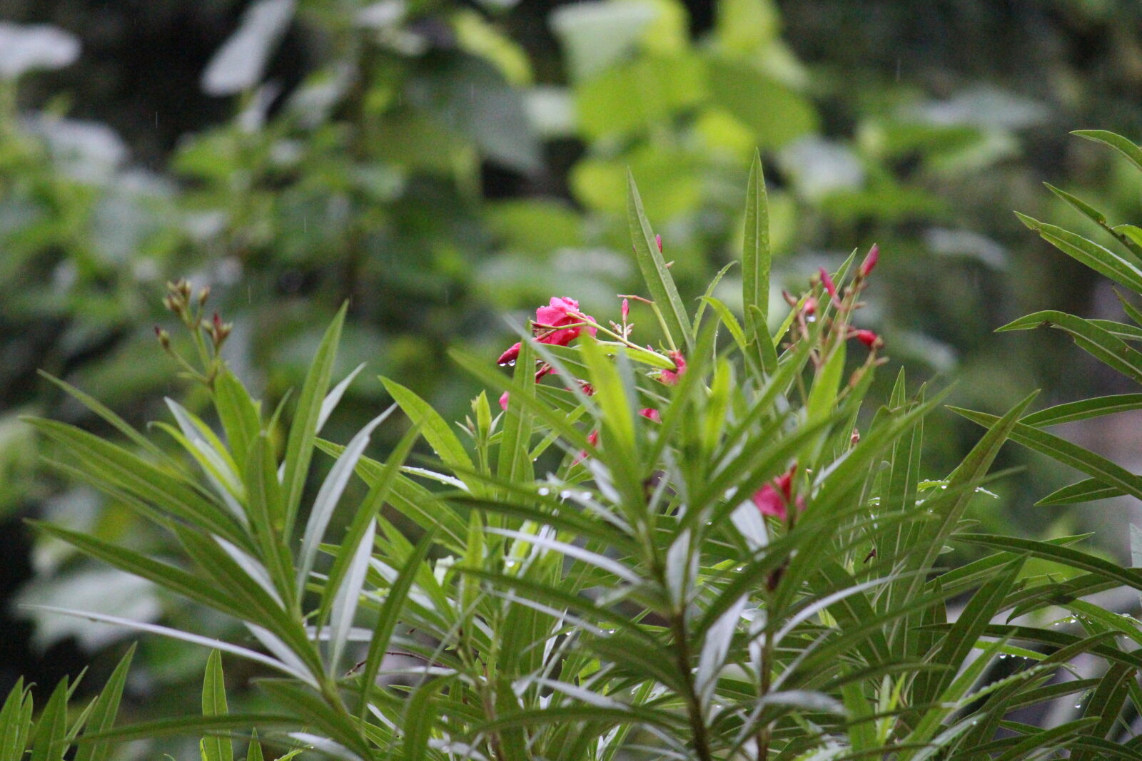 Canon EOS 700D (EOS Rebel T5i / EOS Kiss X7i) sample photo. Flower, leaves, natural, rain photography