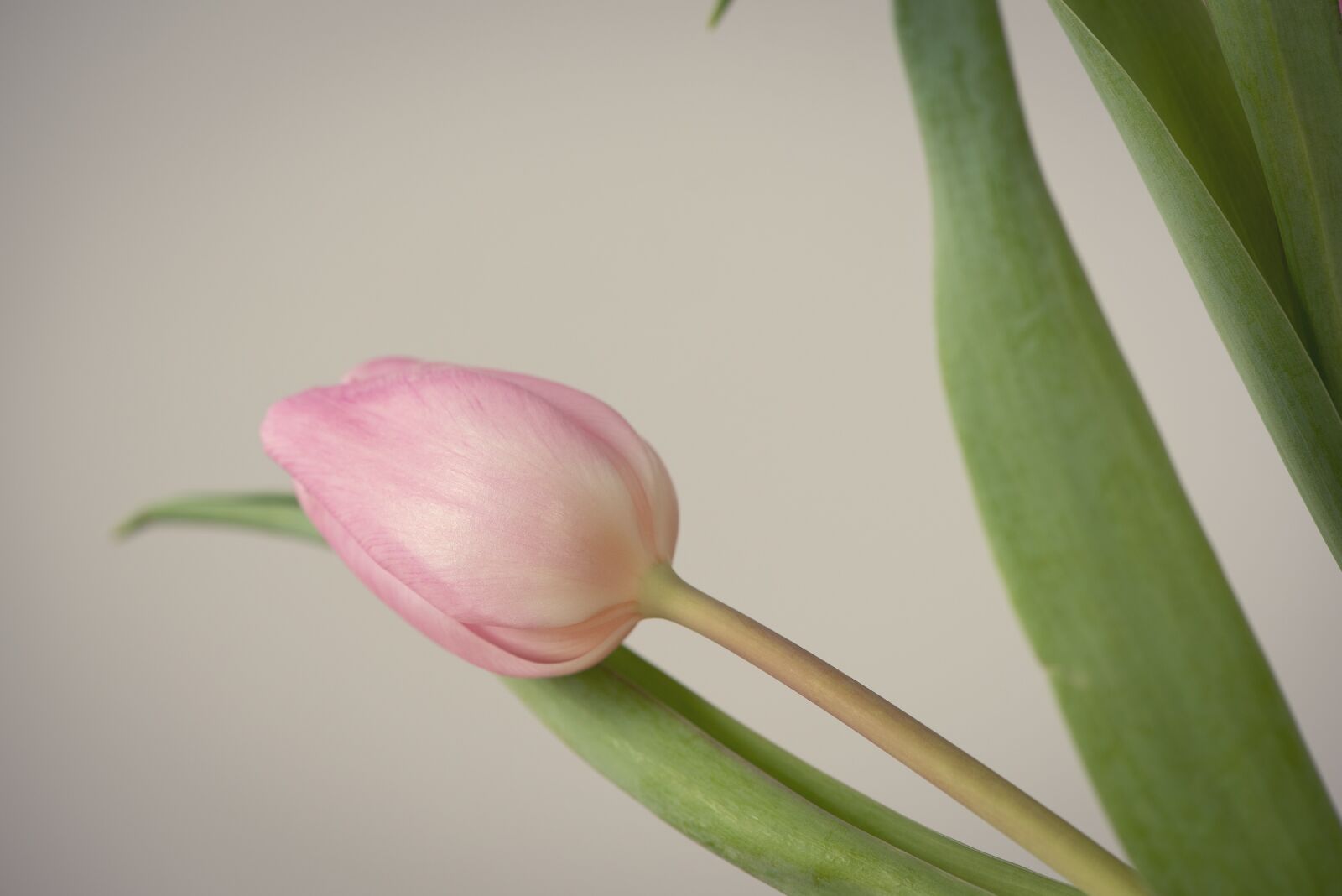 Nikon D750 sample photo. Tulip, flower, blossom photography