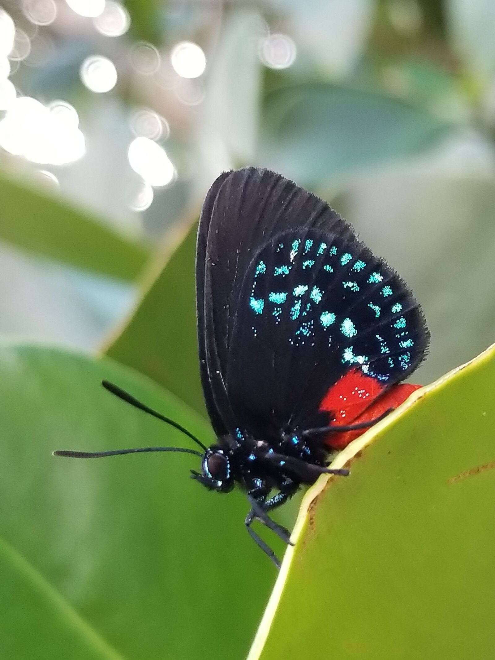 Samsung Galaxy S8 sample photo. Atala insect, butterfly, nature photography