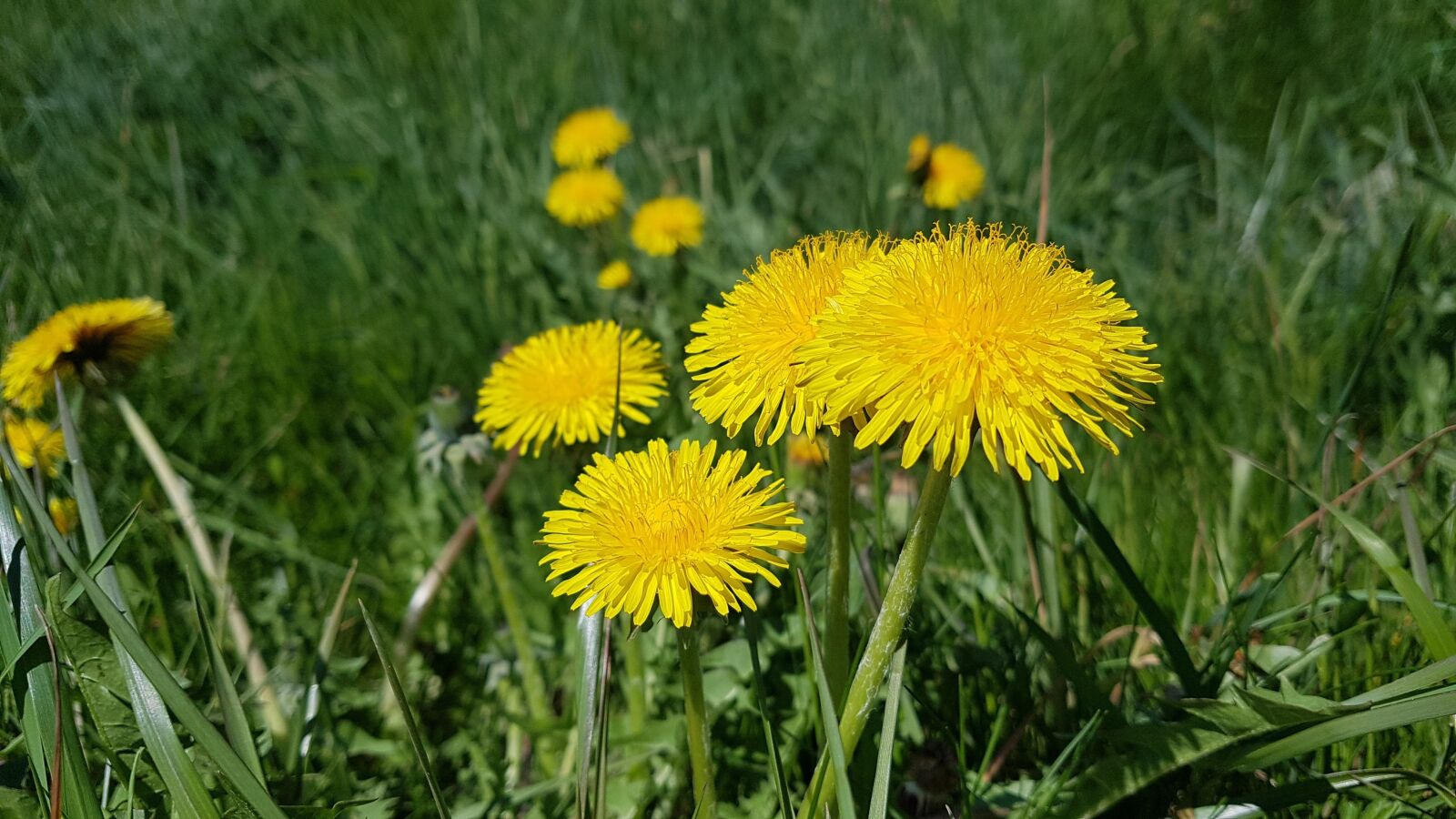 Samsung Galaxy S7 sample photo. Dandelion, meadow photography