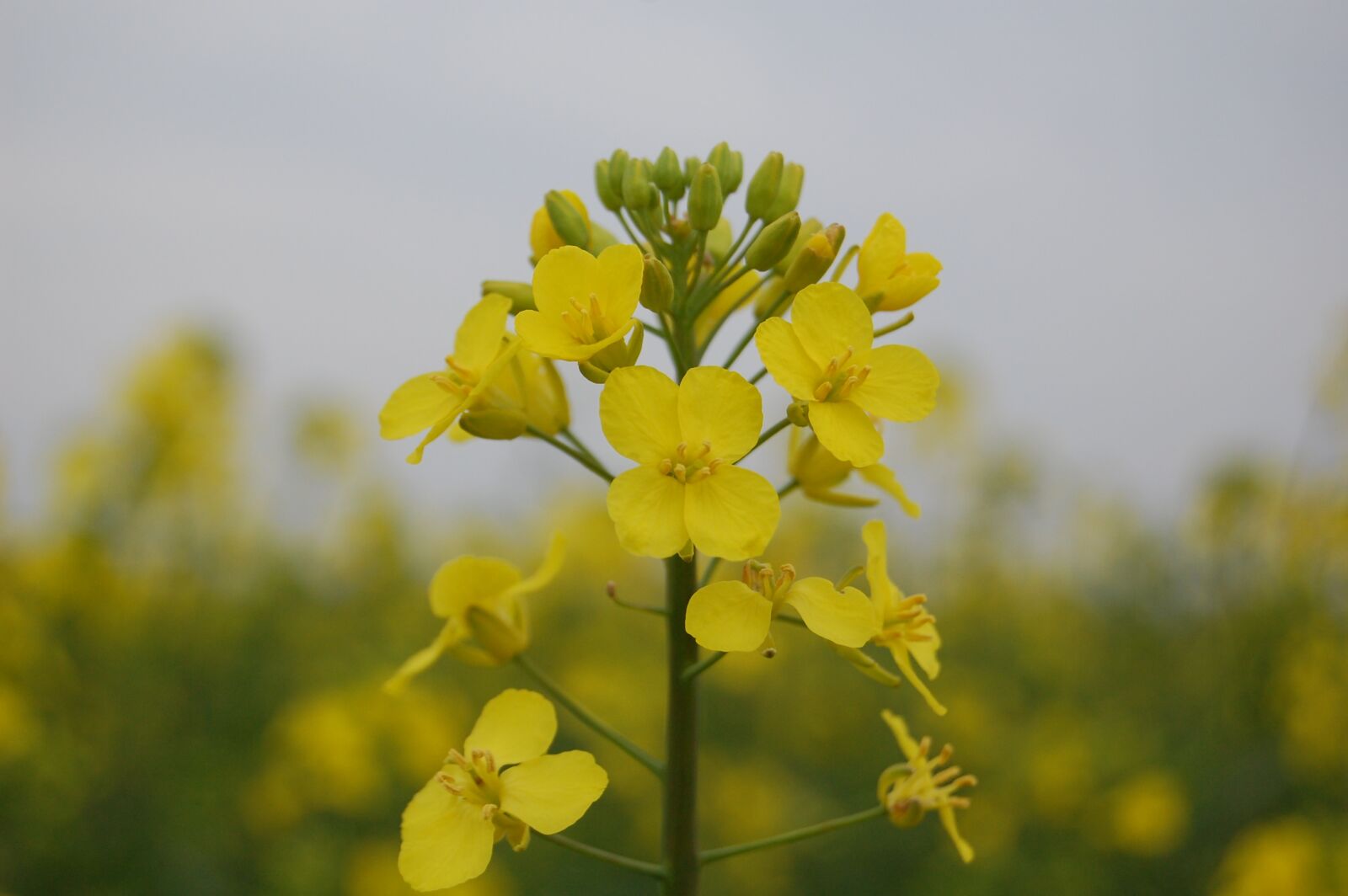 Nikon D40 sample photo. Flower, nature, plant photography