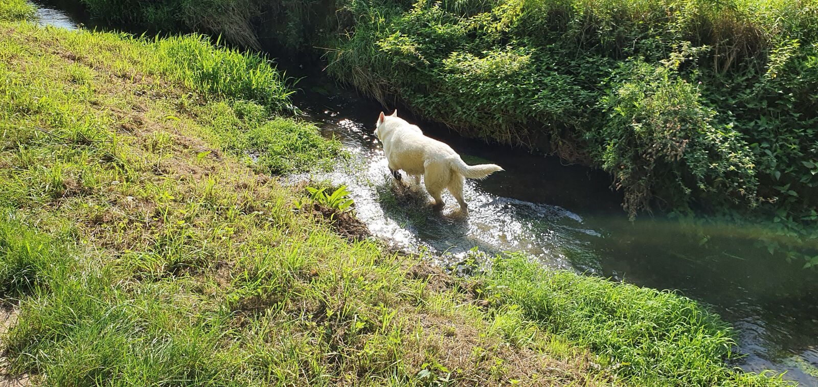 Samsung SM-G973F sample photo. White shepherd, water dog photography