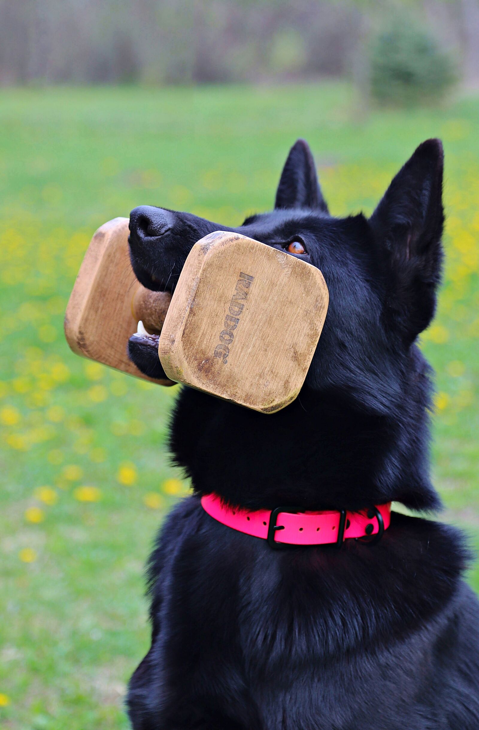 Canon EOS 6D Mark II sample photo. Black german shepherd, contribution photography