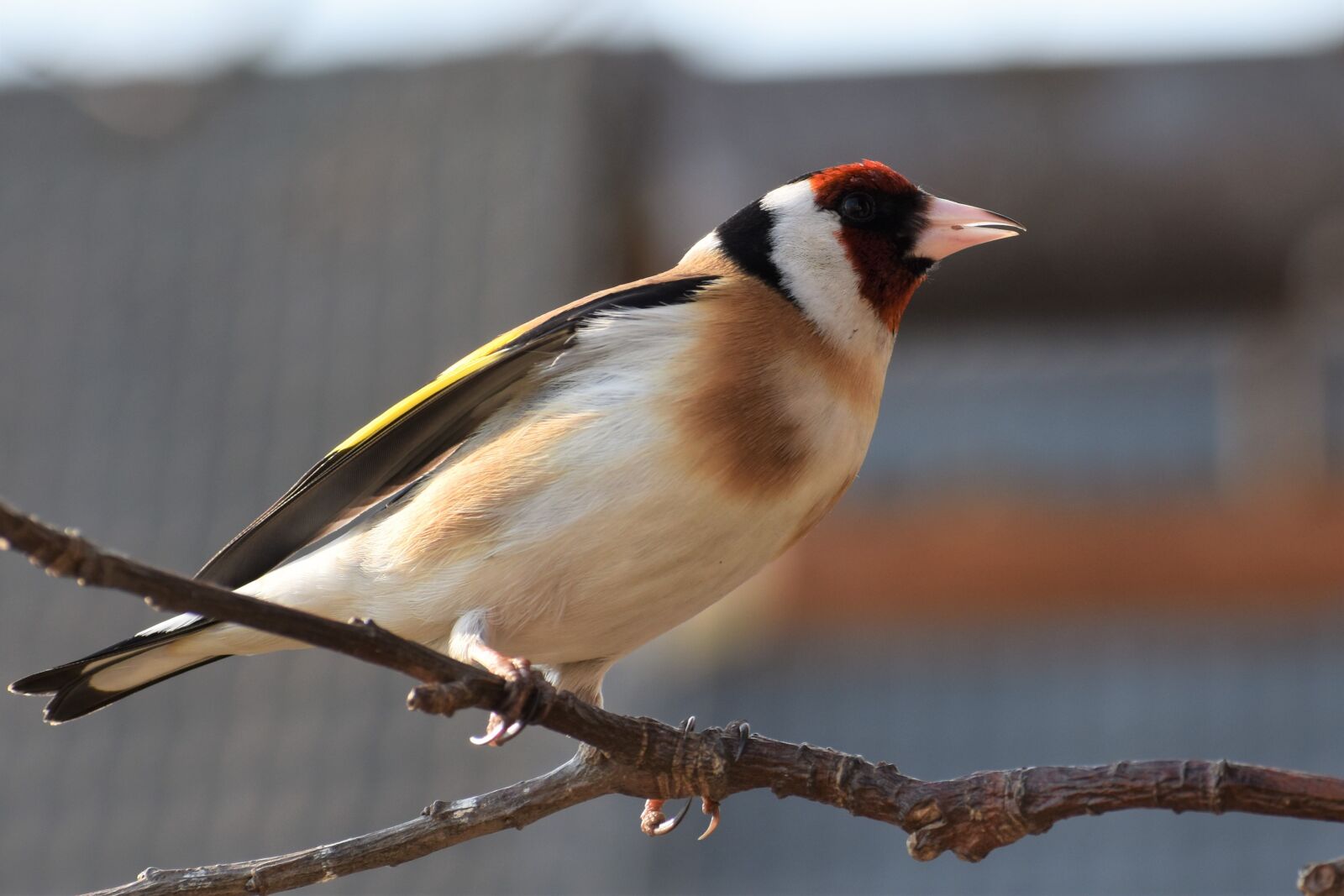 Nikon D3500 sample photo. Stehlík, bird, nature photography