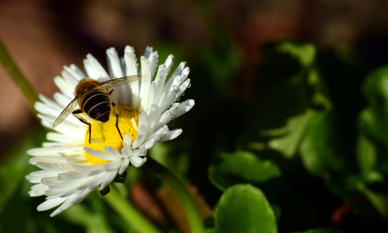 Nikon D3300 sample photo. Daisy, geese flower, white photography