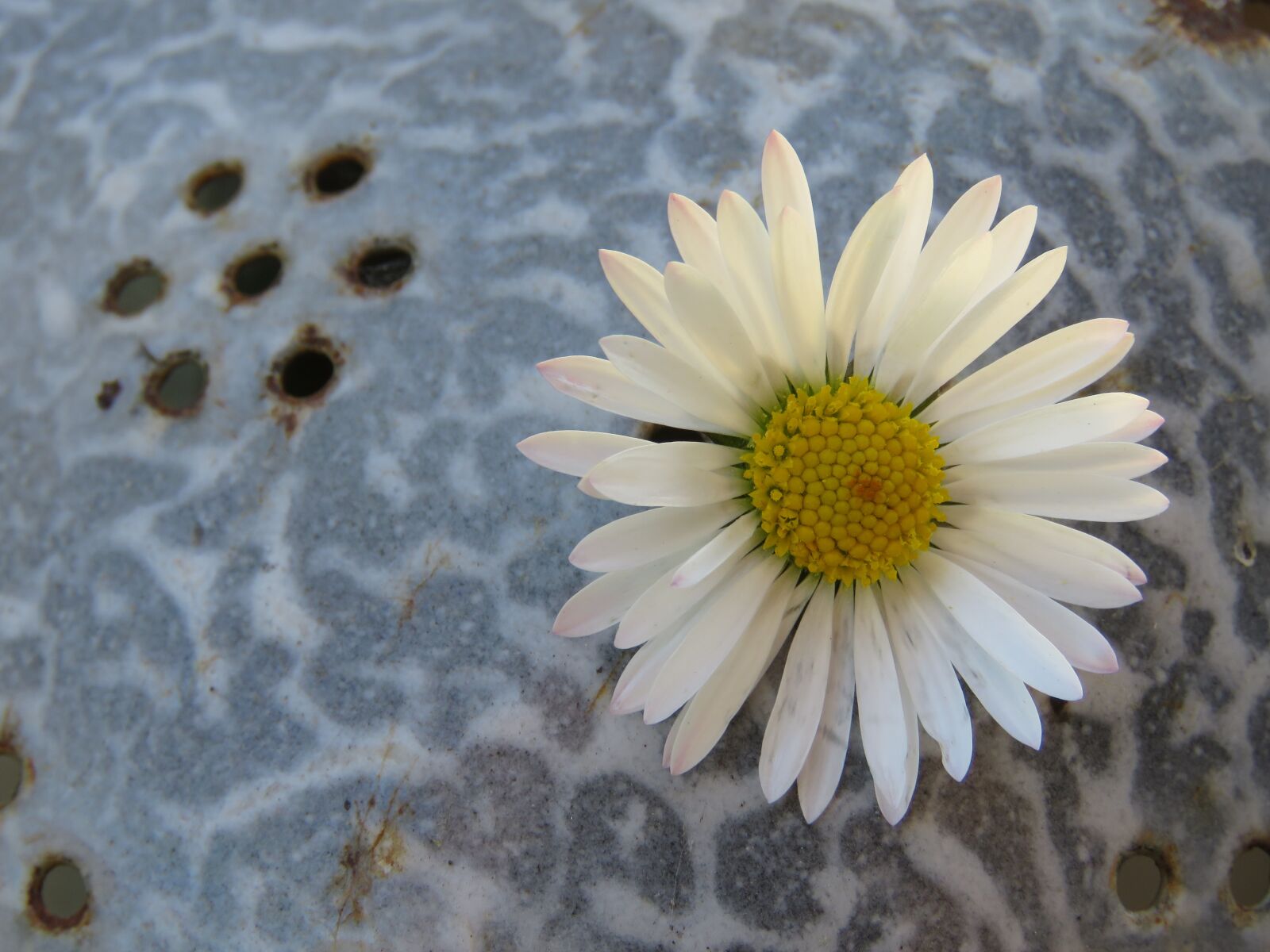 Canon PowerShot SX60 HS sample photo. Daisy, lets, flower photography