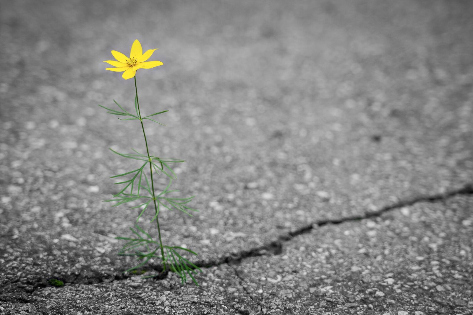 Sony FE 24-105mm F4 G OSS sample photo. Flower, road, crack photography