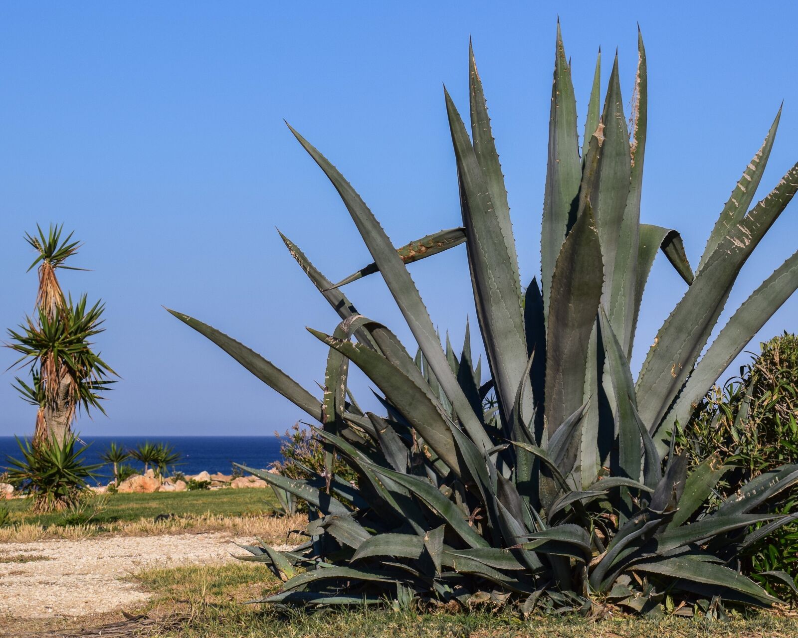 Nikon D3300 sample photo. Aloe vera, plant, green photography