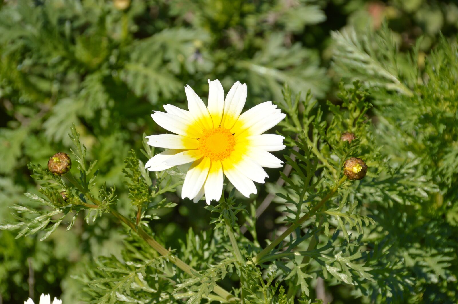 Nikon D3200 sample photo. Flowers, margarita, nature photography