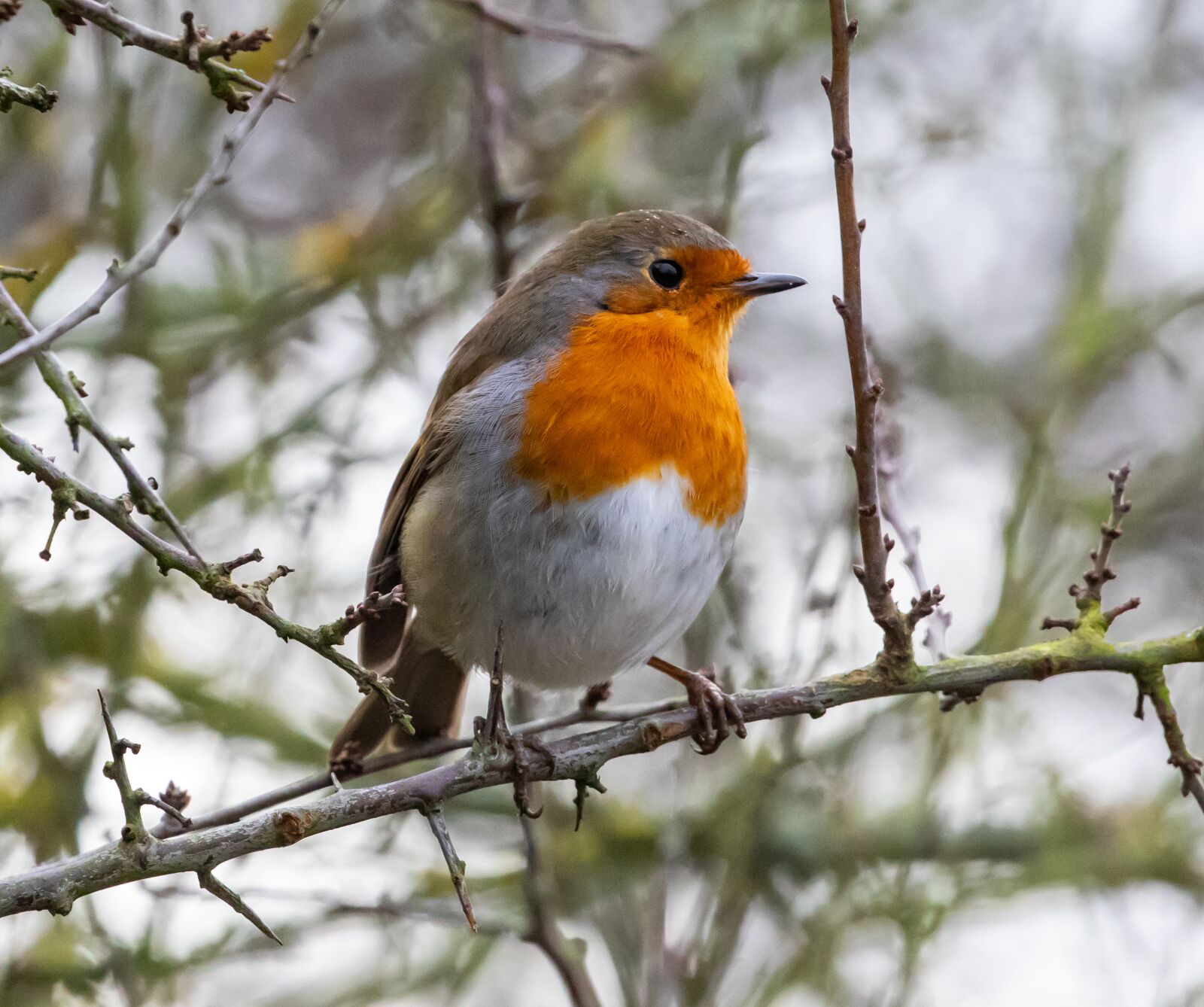 Canon EOS 7D Mark II sample photo. Robin redbreast in tree photography