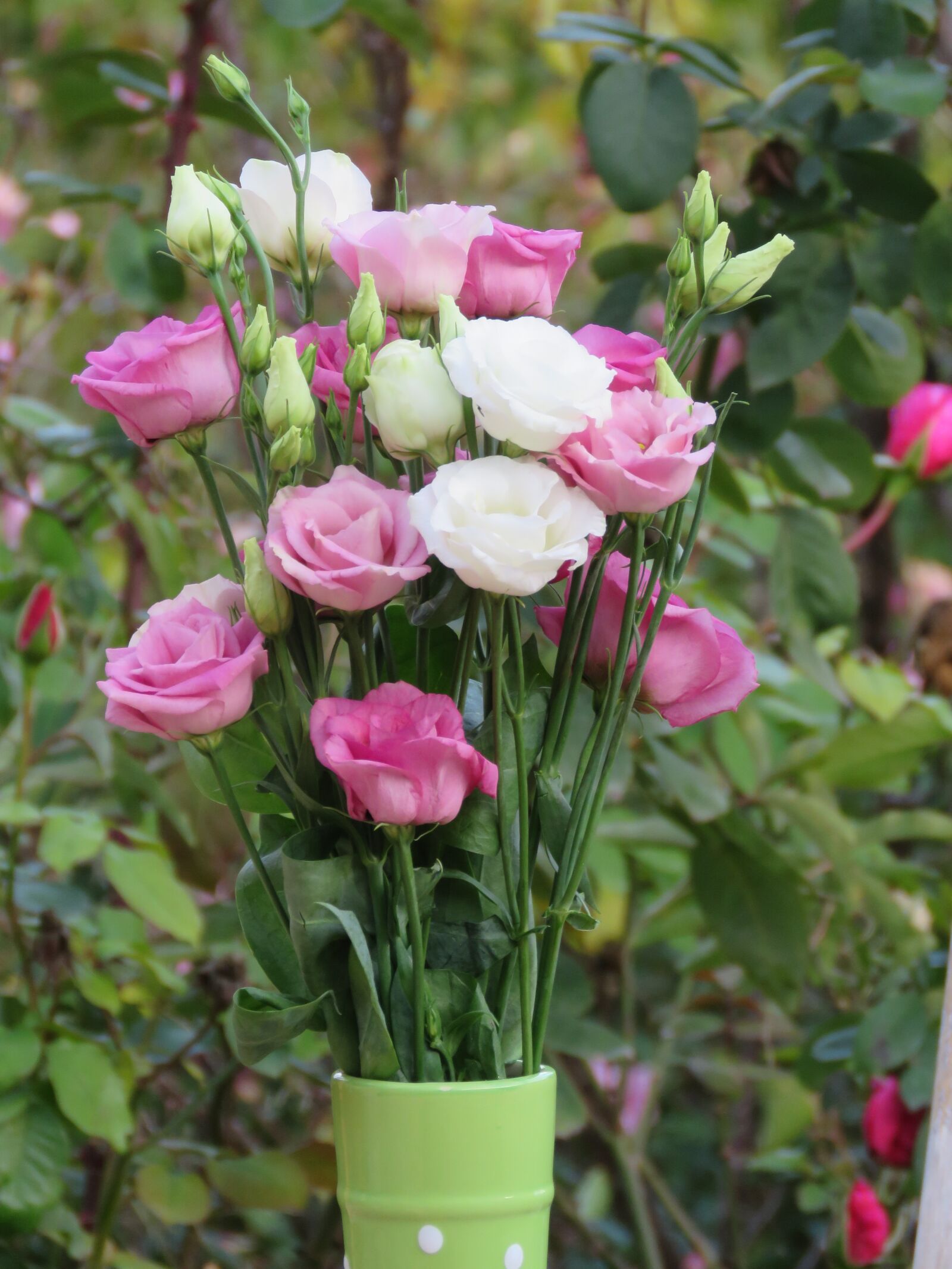 Canon PowerShot SX60 HS sample photo. Flowers, pink, romantic photography
