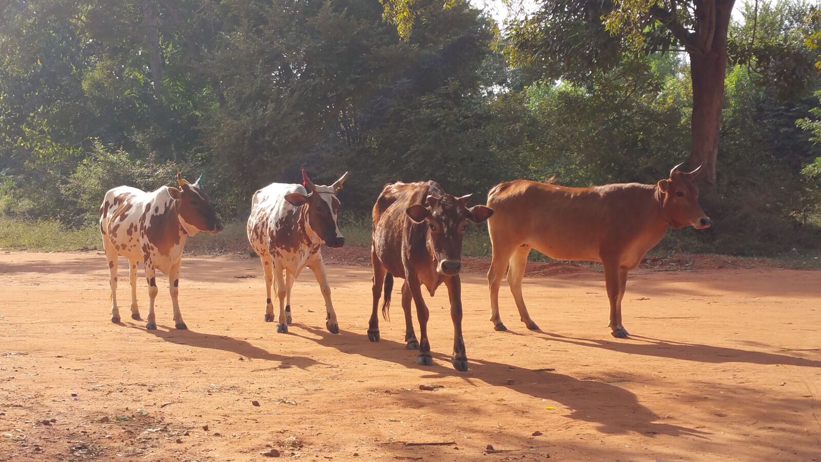 Samsung Galaxy Note4 sample photo. Cow, india, asia photography