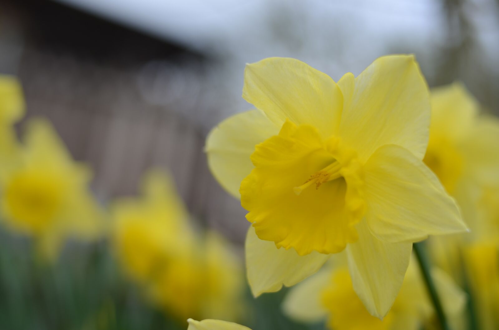 Nikon D5100 sample photo. Flower, yellow, summer photography