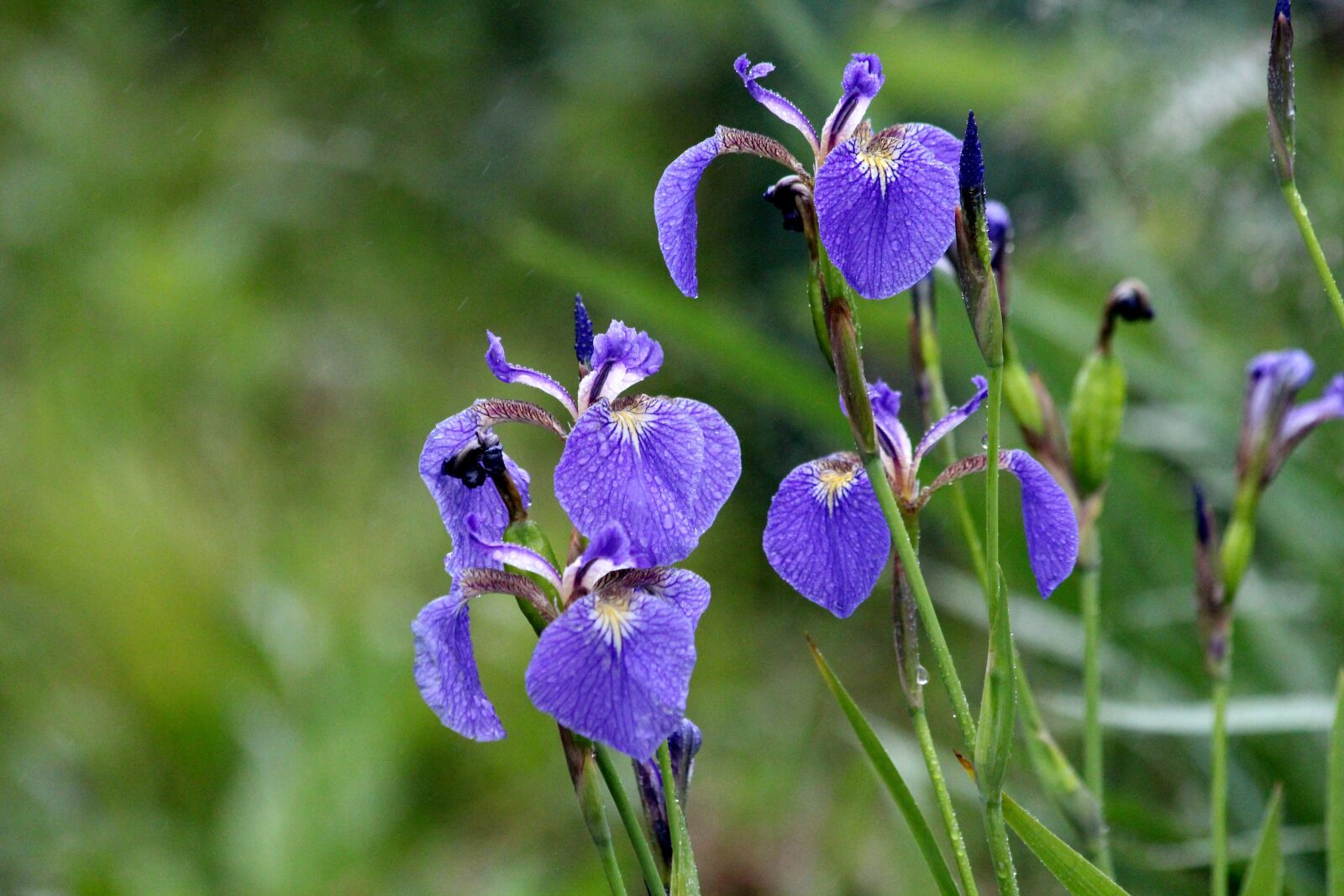 Canon EOS 650D (EOS Rebel T4i / EOS Kiss X6i) sample photo. Irises, flowers, summer flowers photography