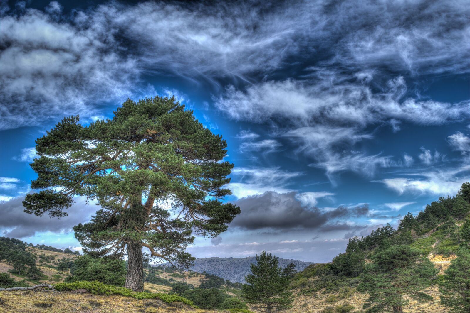 Nikon D3300 sample photo. Tree, landscape, nature photography