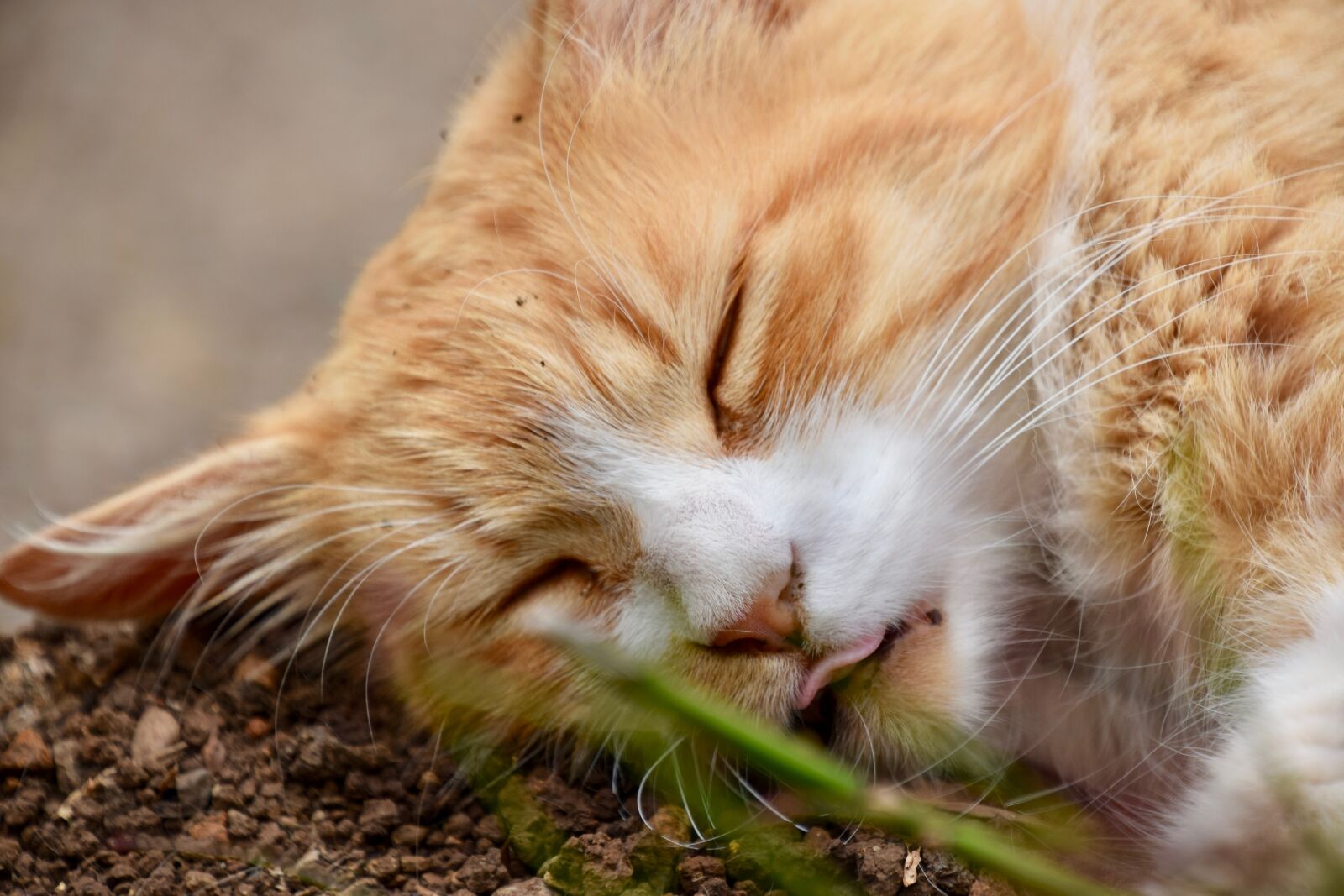 Nikon D3300 sample photo. Animal, cat, pet photography