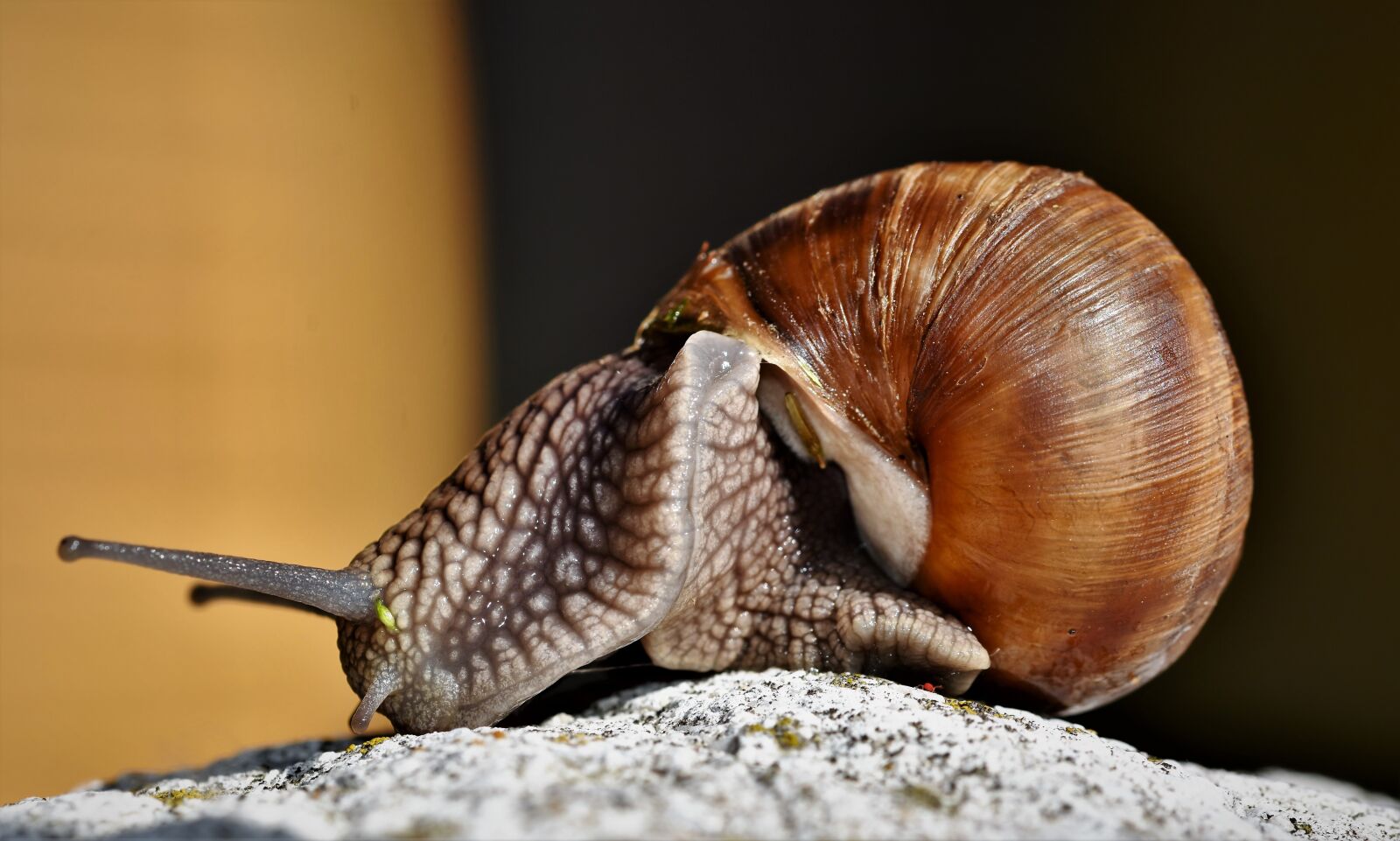 Nikon D7200 sample photo. Snail, shell, mollusk photography