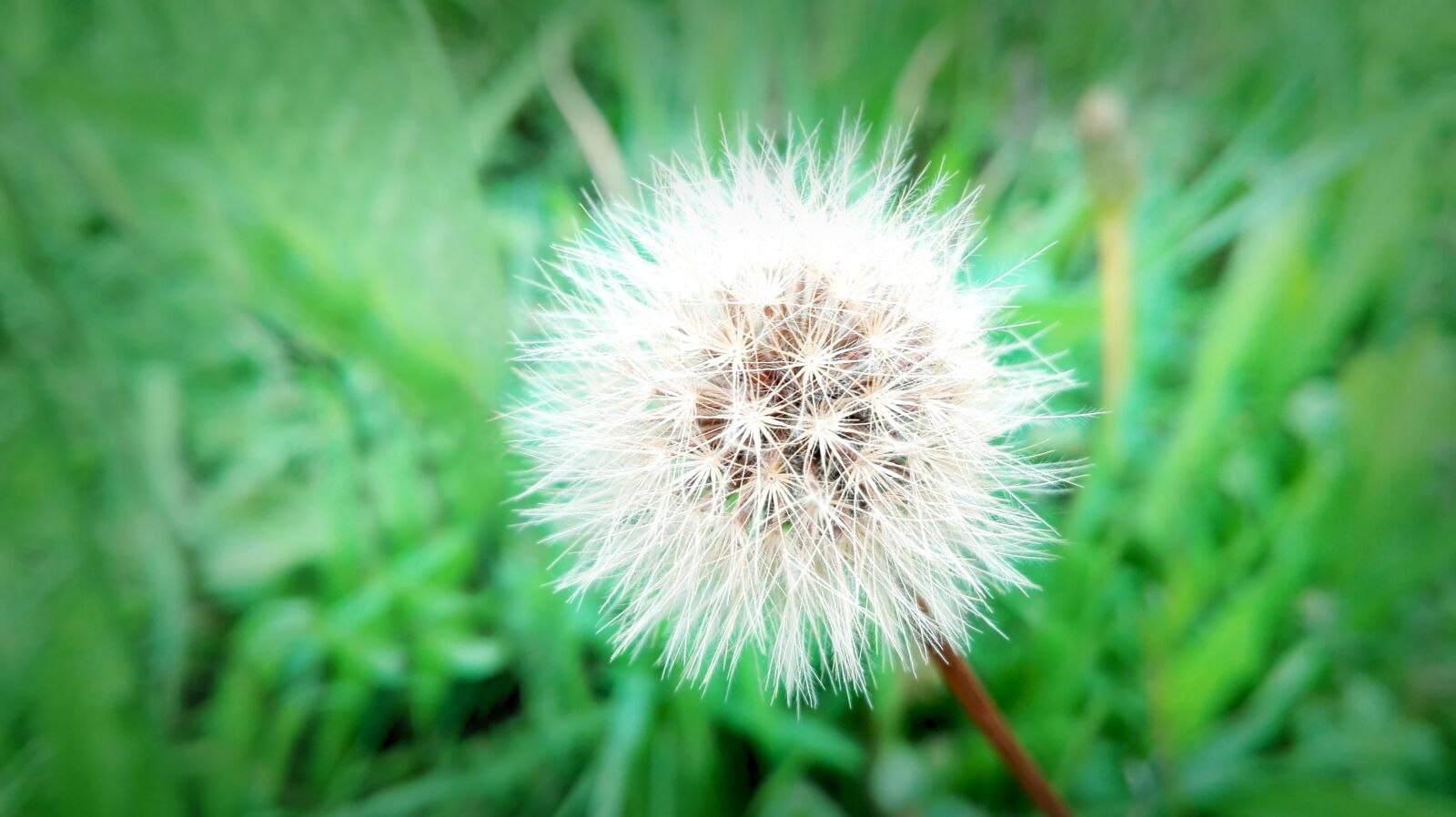 HUAWEI P8 Lite sample photo. Dandelion, white flower, nature photography
