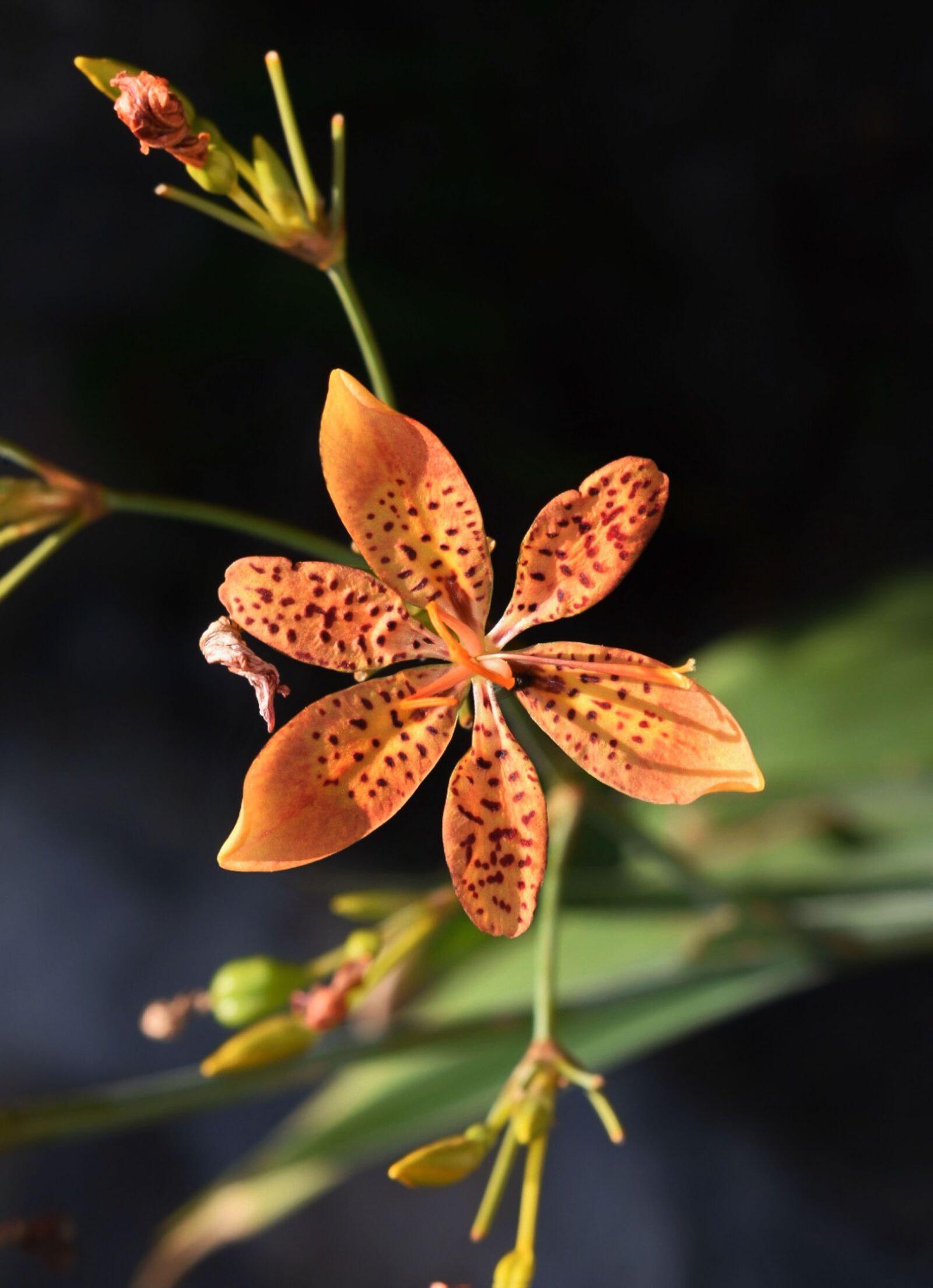 Nikon D3400 sample photo. Flower, bloosom, garden photography