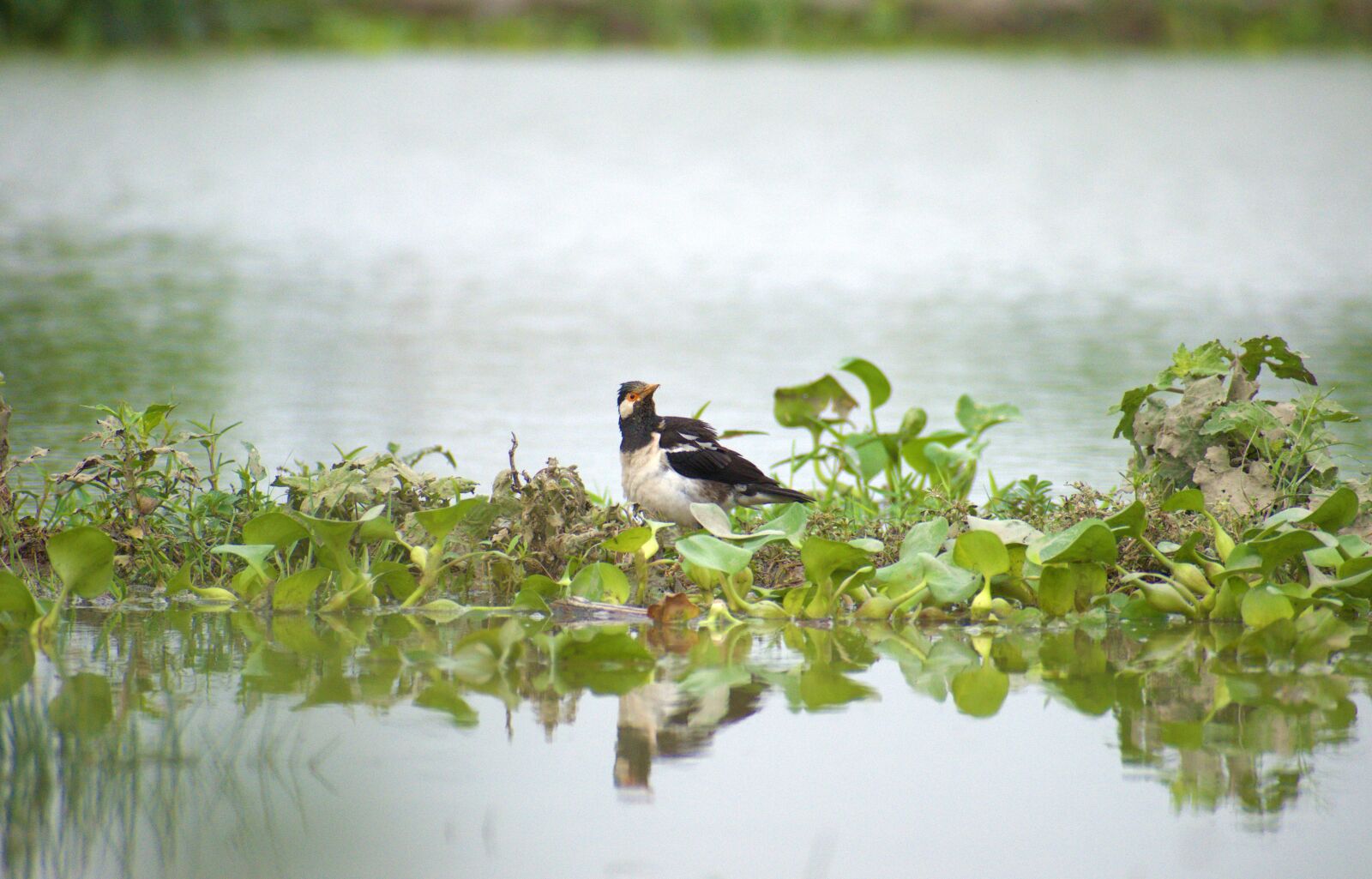 Nikon D5600 sample photo. Bird, animal, swan photography