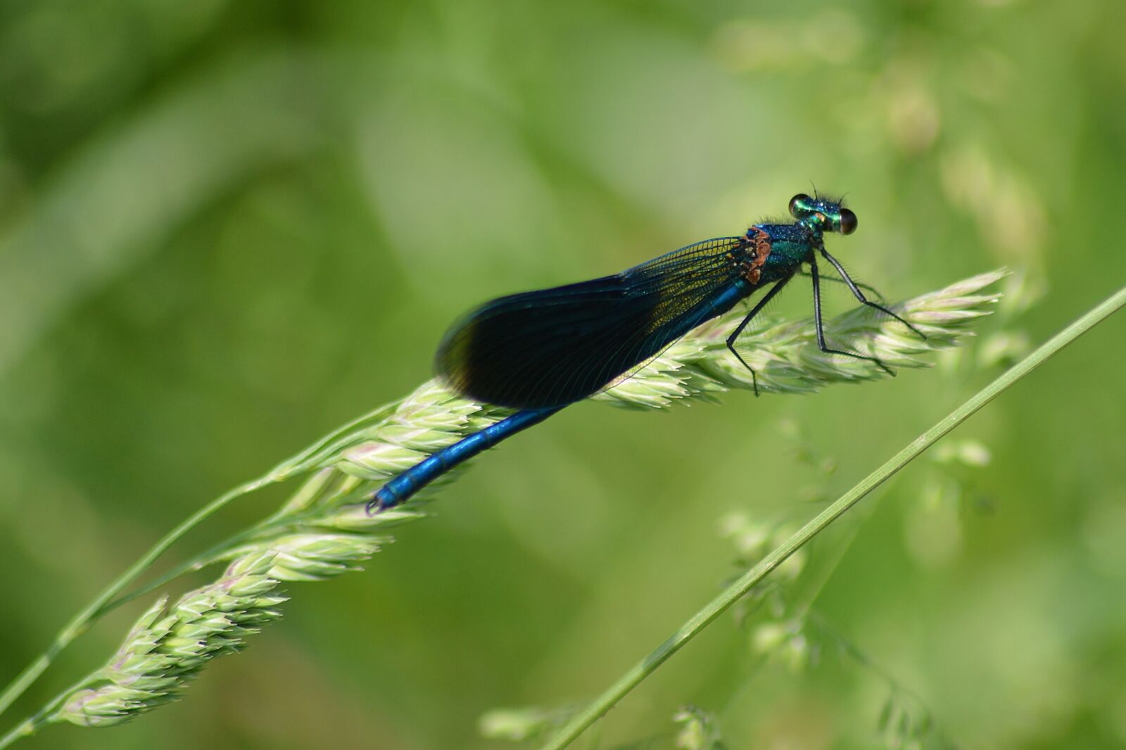 Nikon D5200 sample photo. Dragonfly, meadow, nature photography