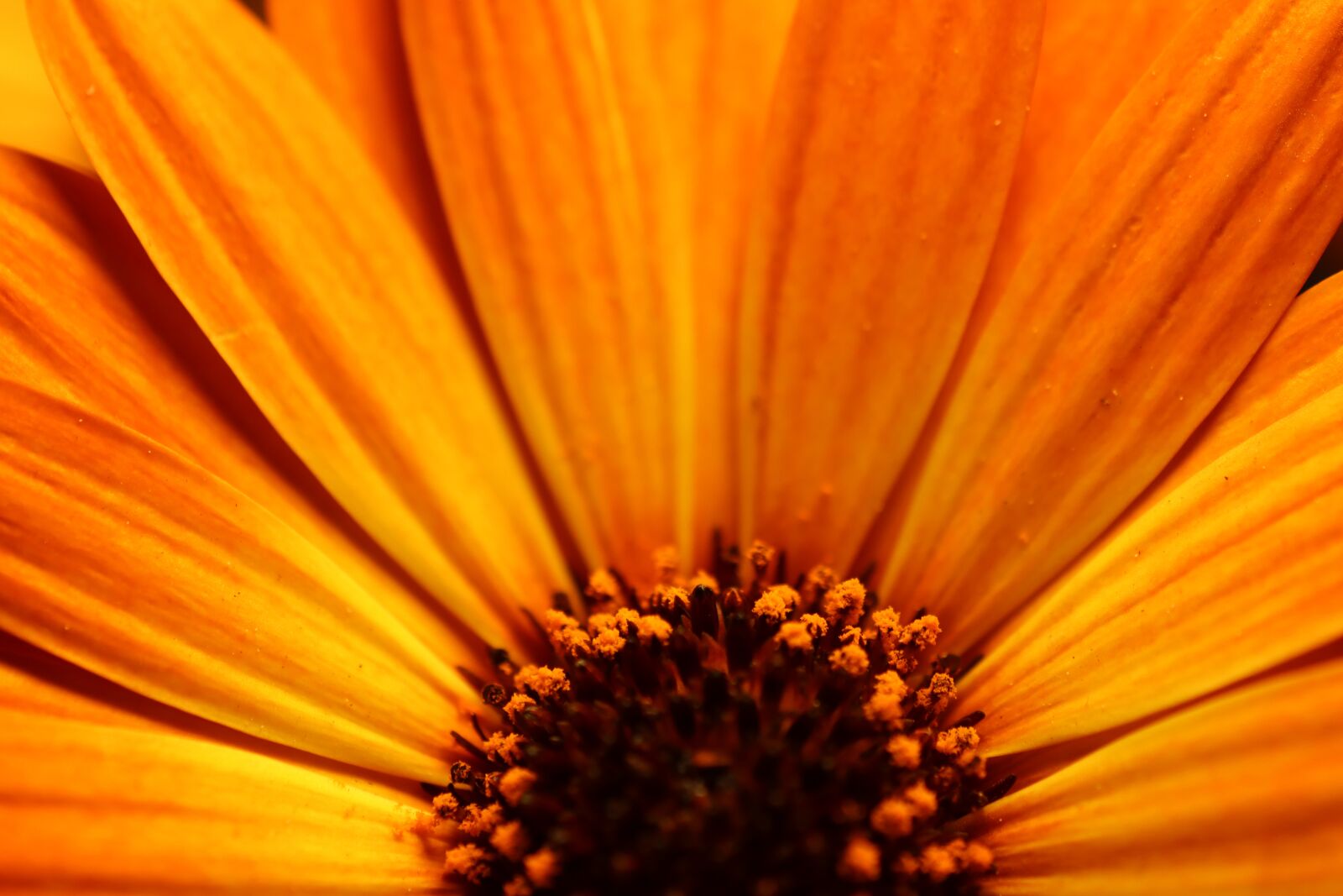 Canon EOS 90D sample photo. Flower, blossom, bloom photography