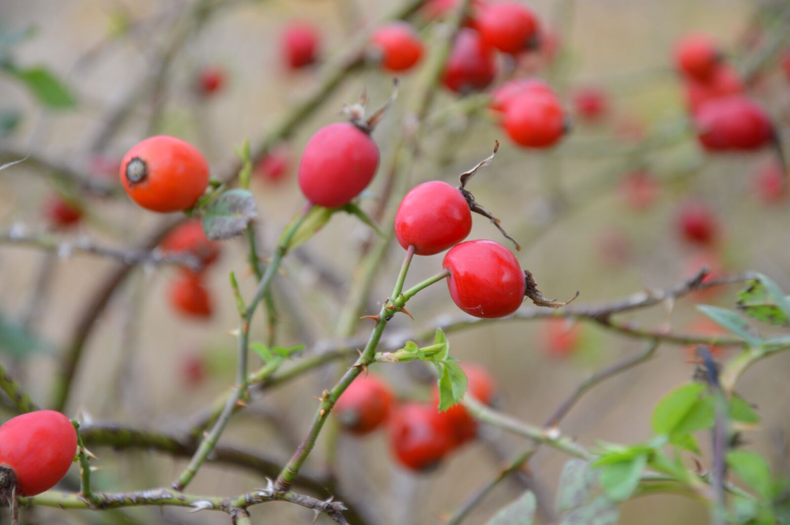 Nikon D3200 sample photo. Nature, autumn, green photography