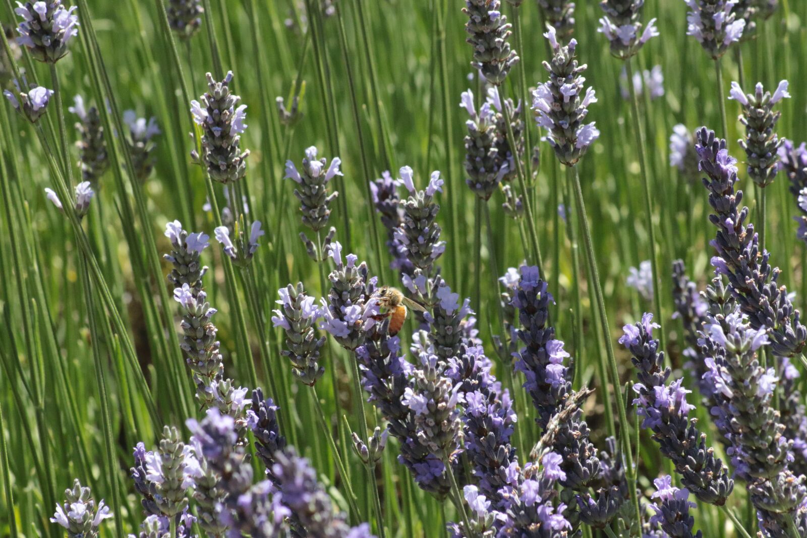 Canon EOS 7D Mark II sample photo. Spring, equinox, plant photography