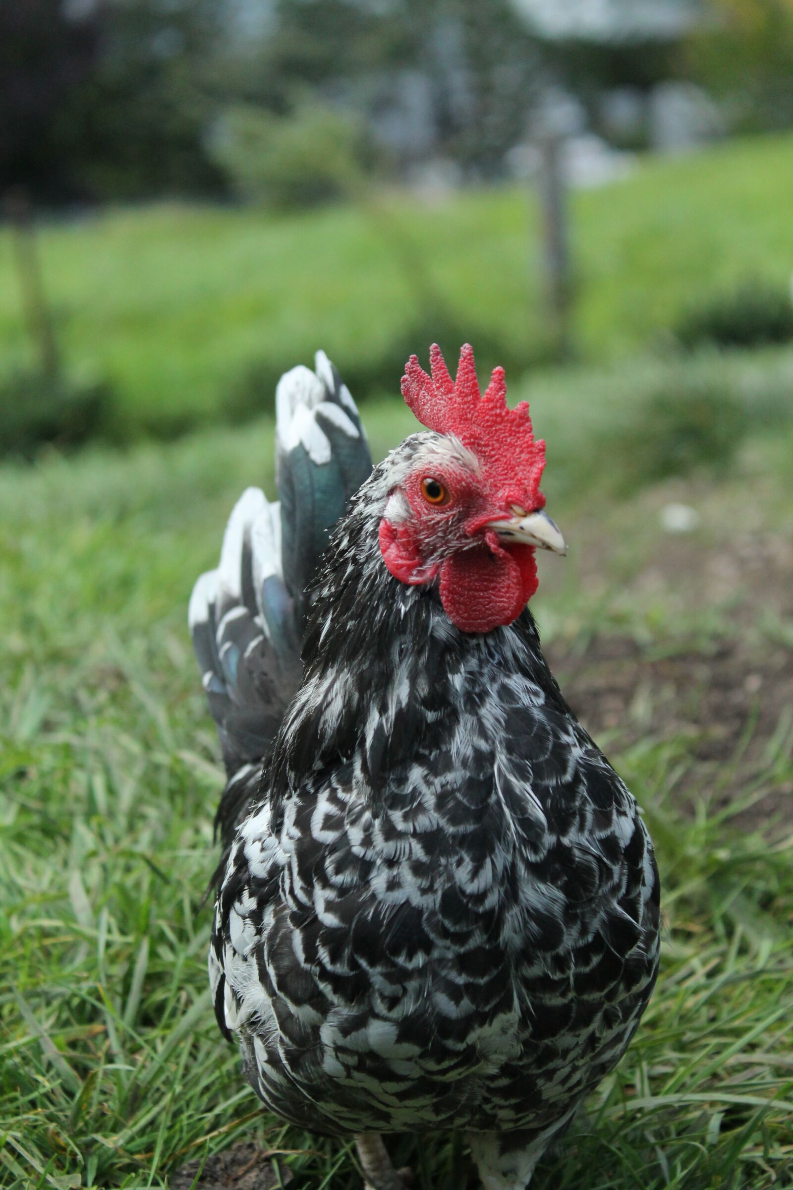Canon EOS 1100D (EOS Rebel T3 / EOS Kiss X50) sample photo. Chicken, close up, frontal photography