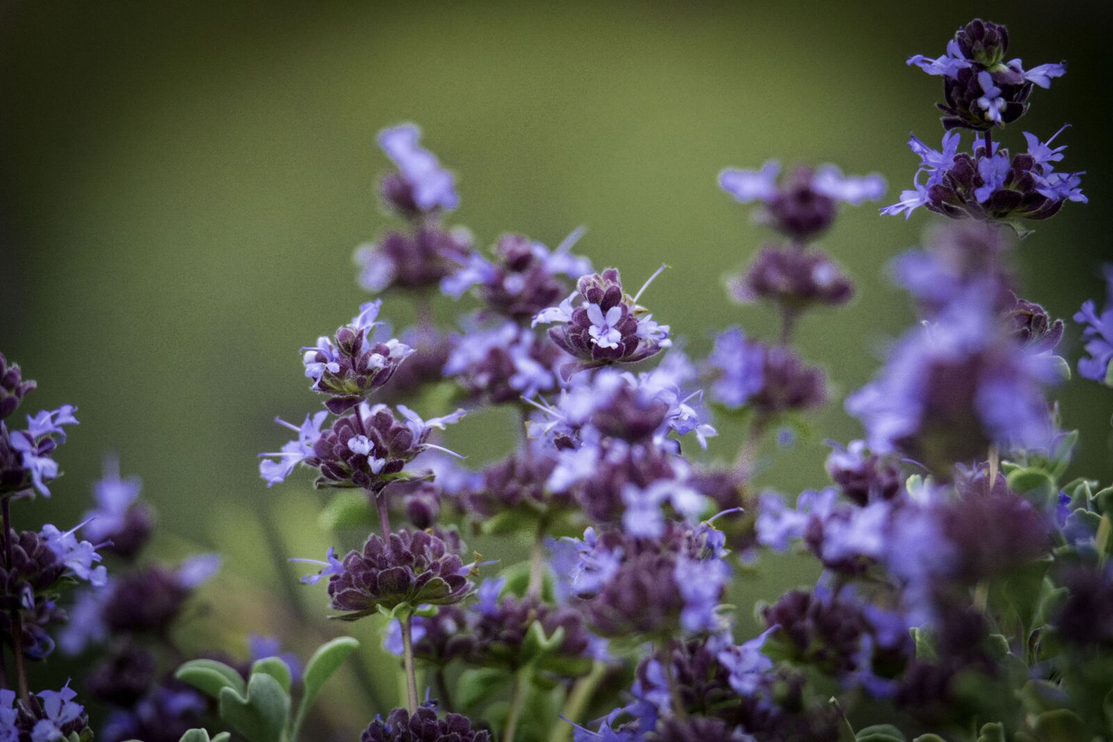 Nikon D5200 sample photo. Purple, flowers, desert photography