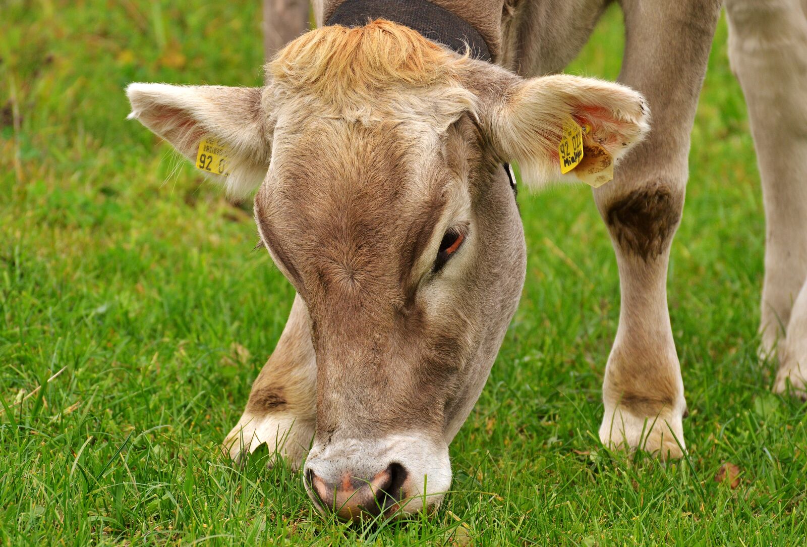 Nikon D3200 sample photo. Cow, allgäu, beef photography